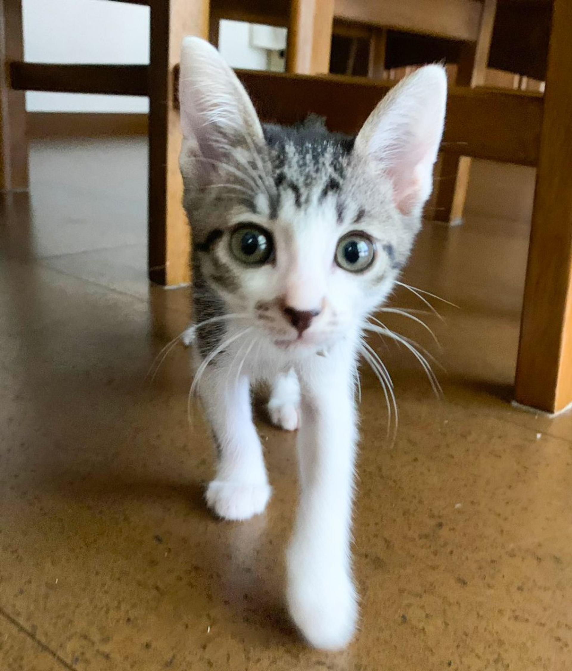 pet-image-3