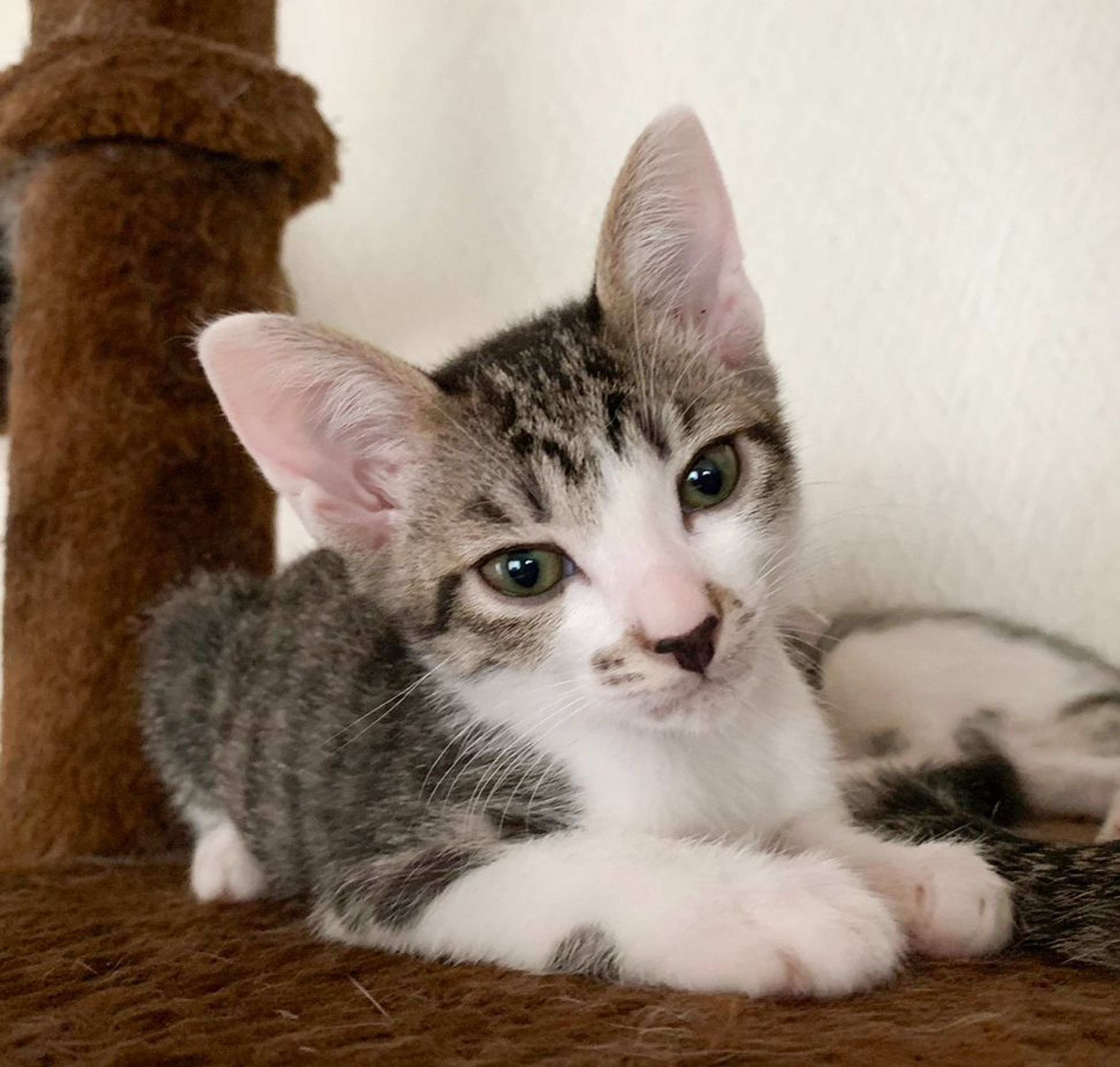 pet-image-4