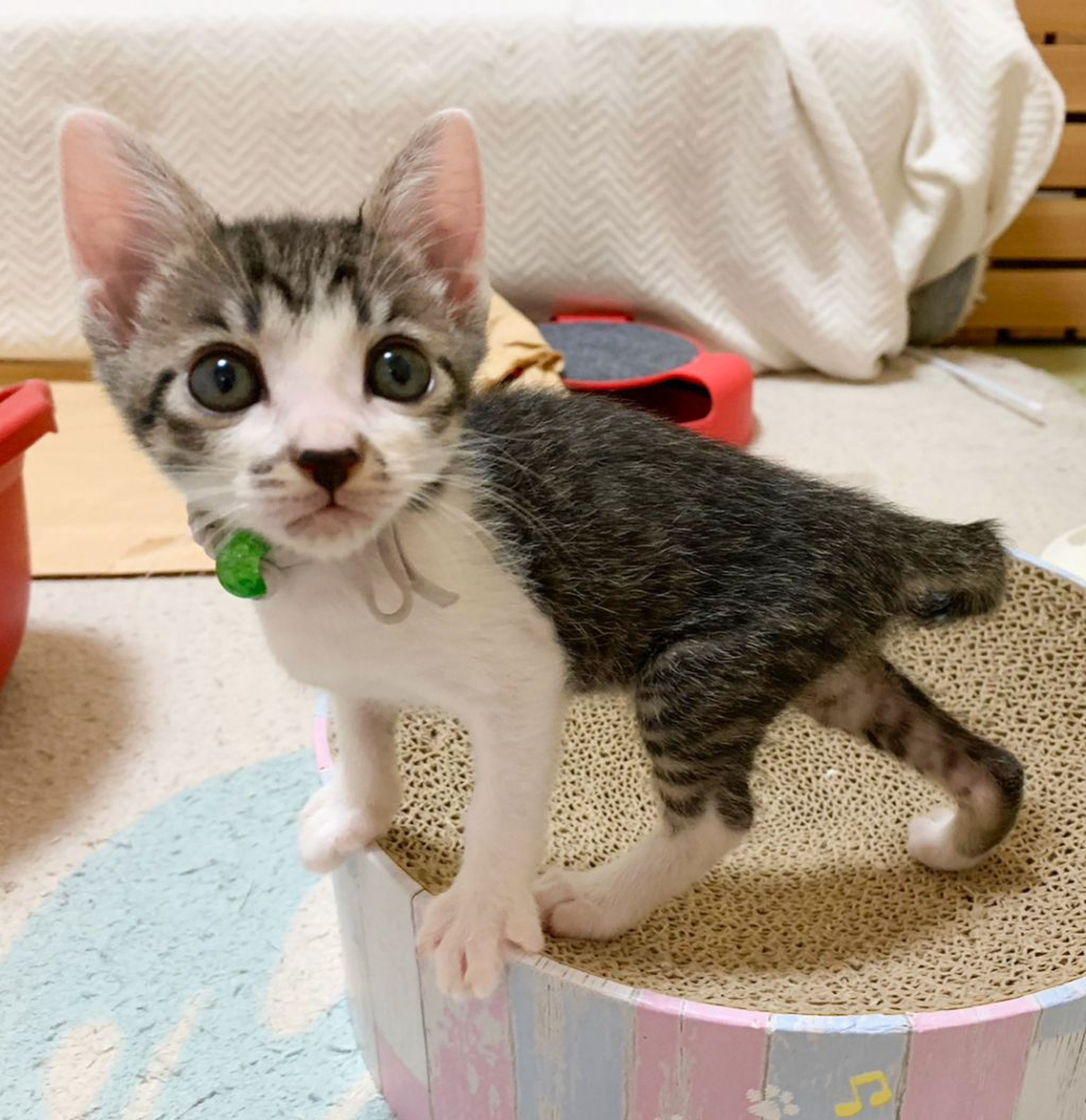 pet-image-5