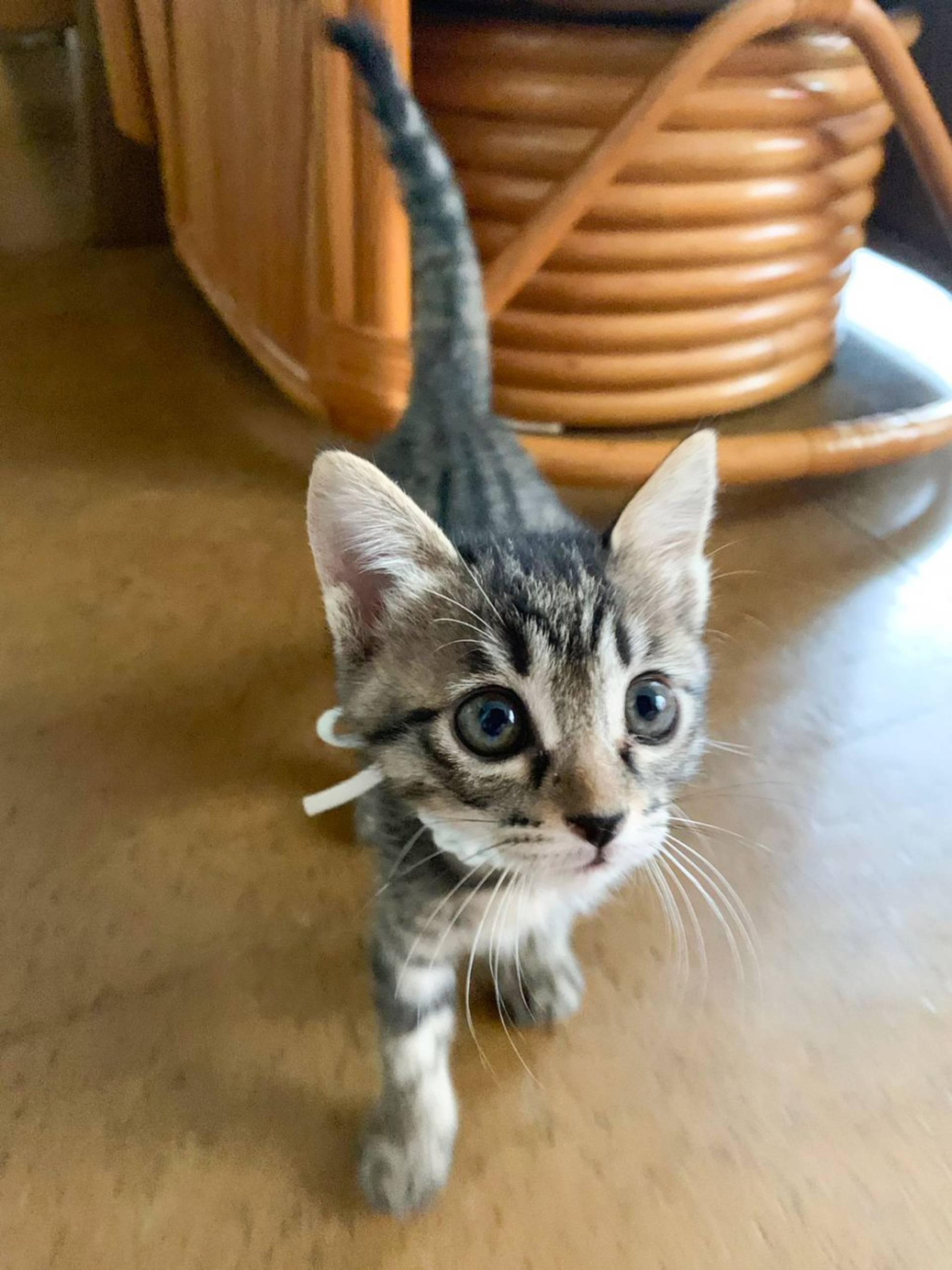 雑種（ミックス猫）・メスの里親募集の写真