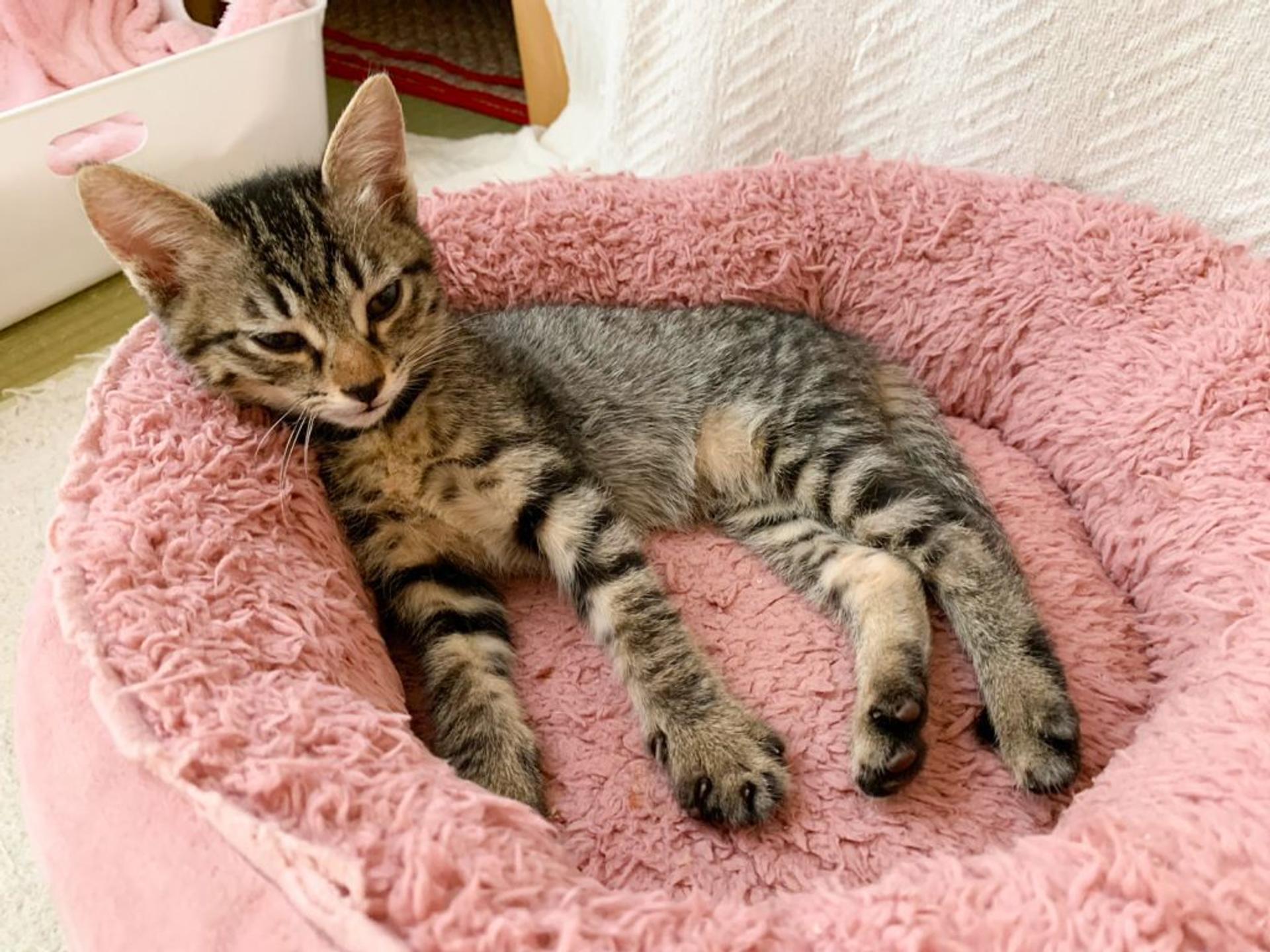 pet-image-3