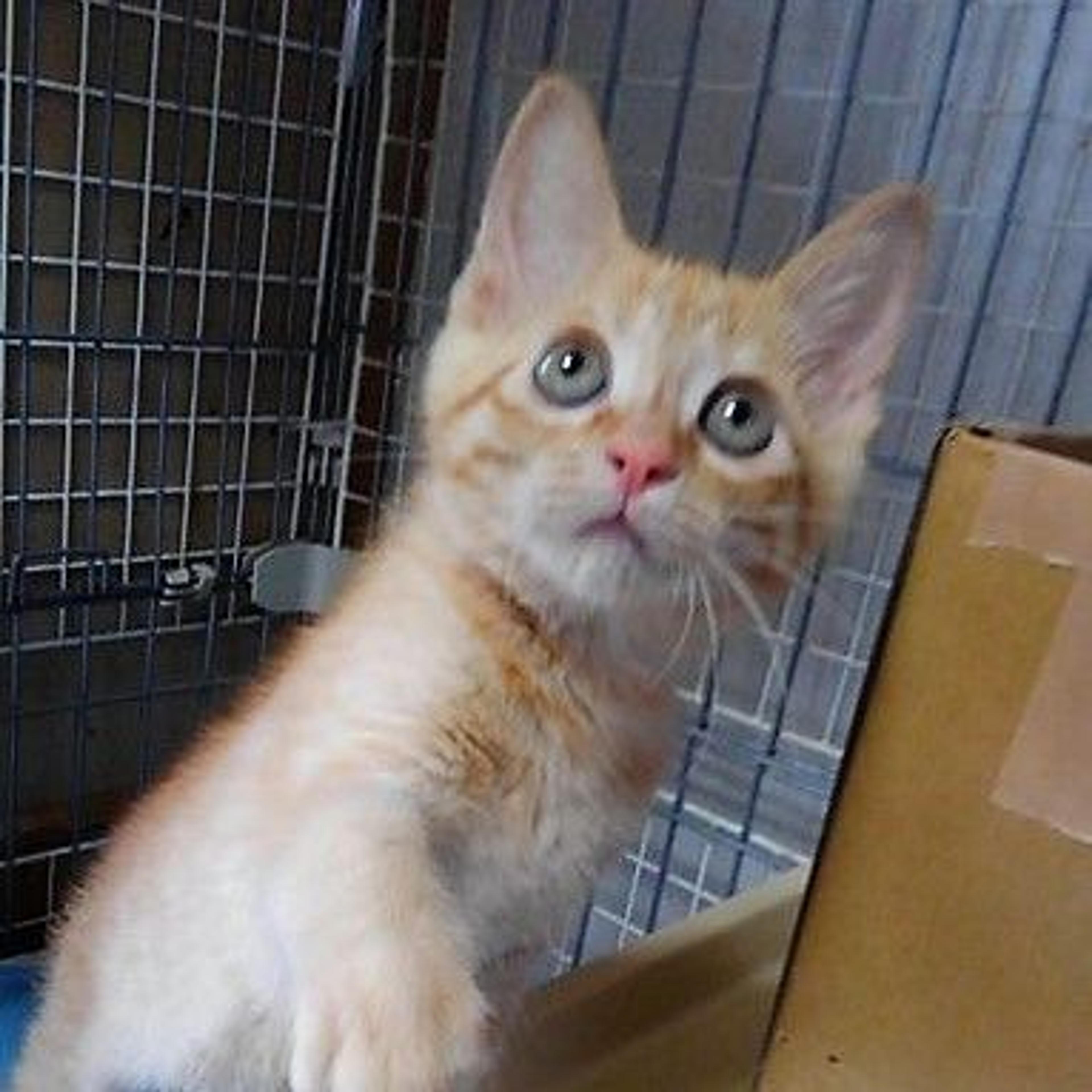 pet-image-3