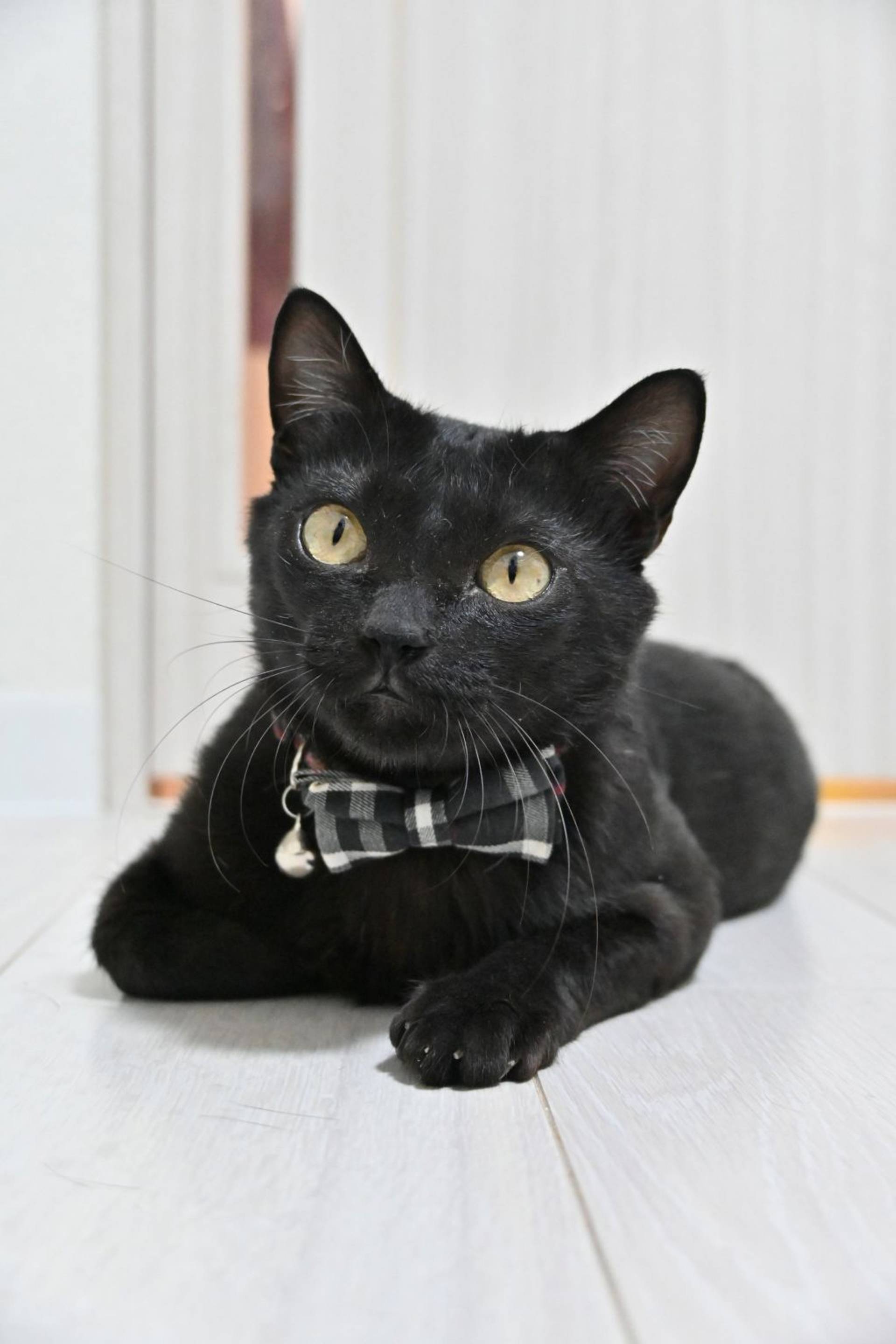 雑種（ミックス猫）・オスの里親募集の写真