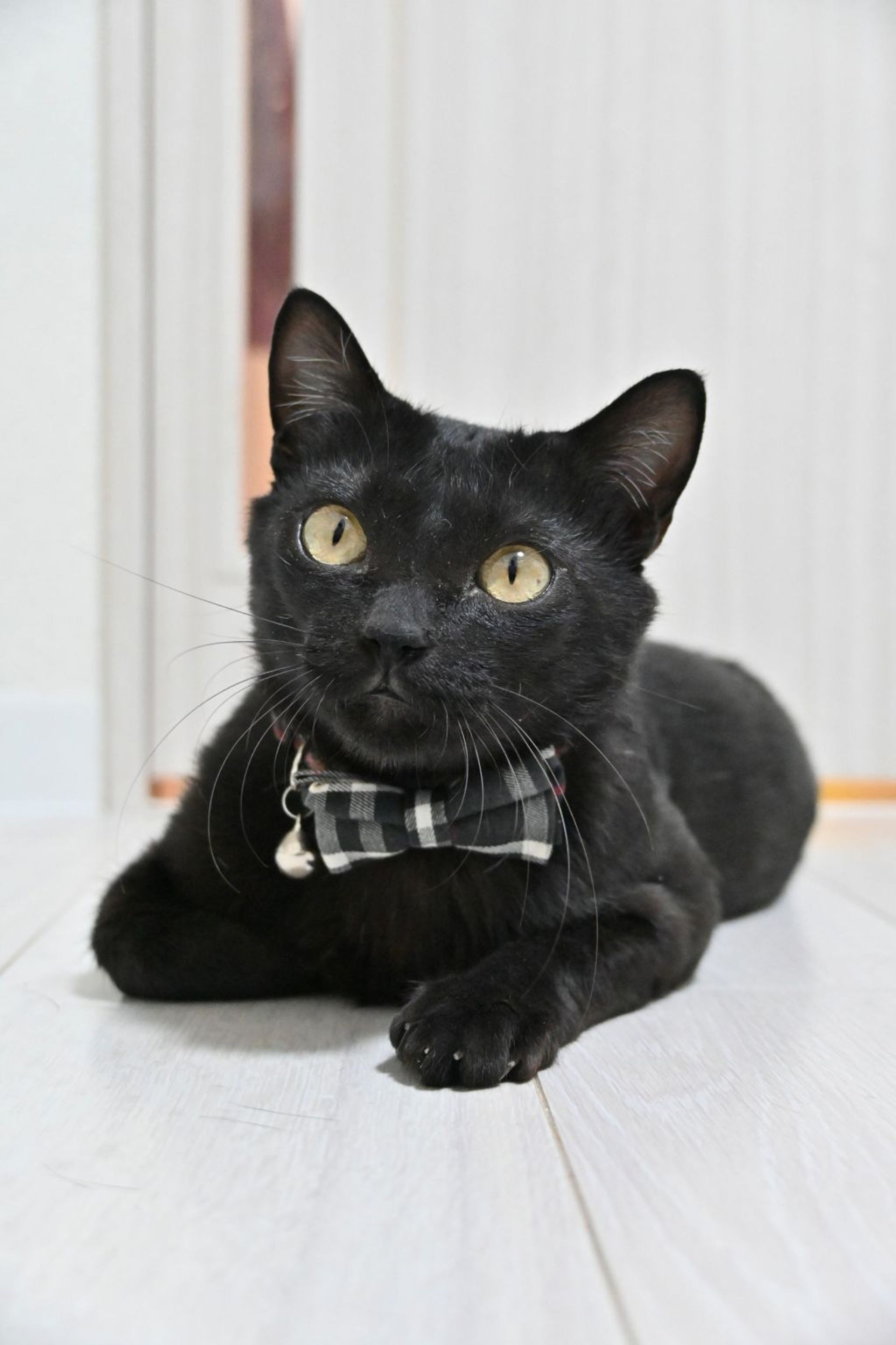 雑種（ミックス猫）・オスの里親募集の写真
