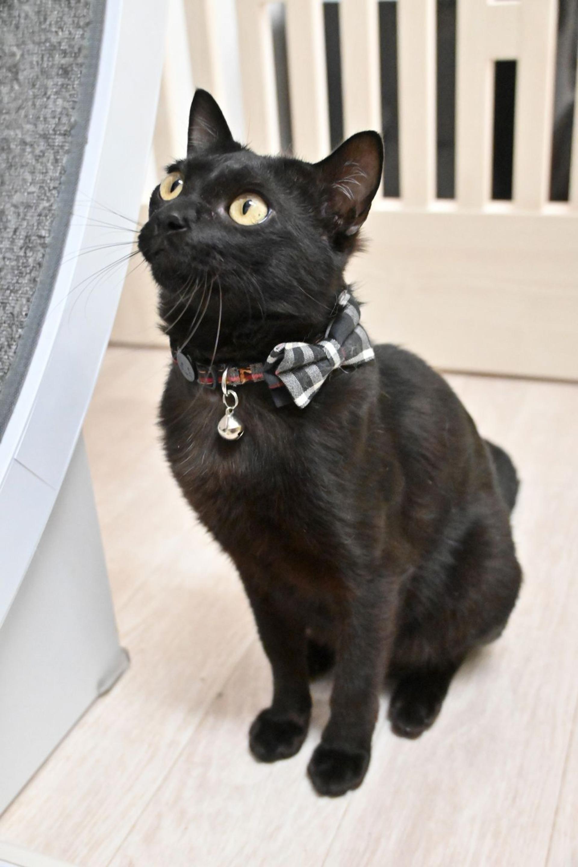 pet-image-2
