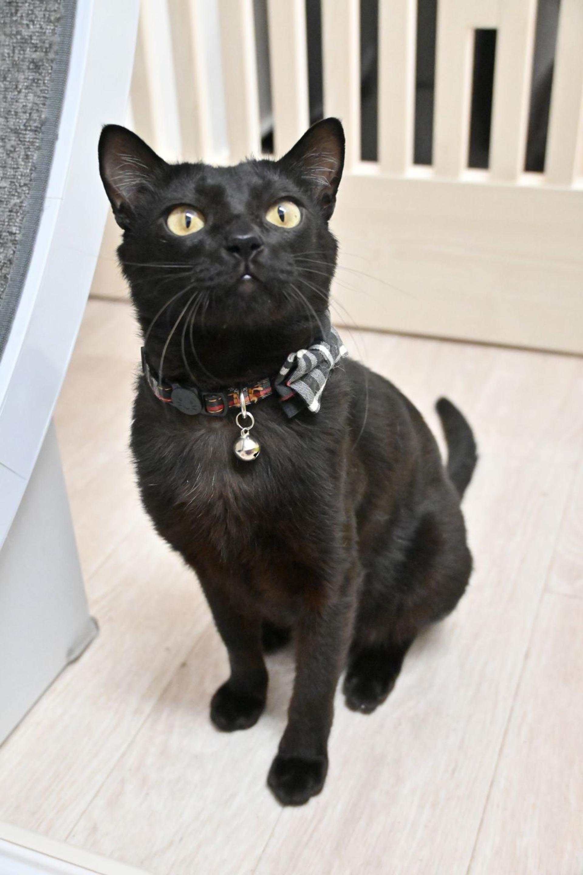 pet-image-3