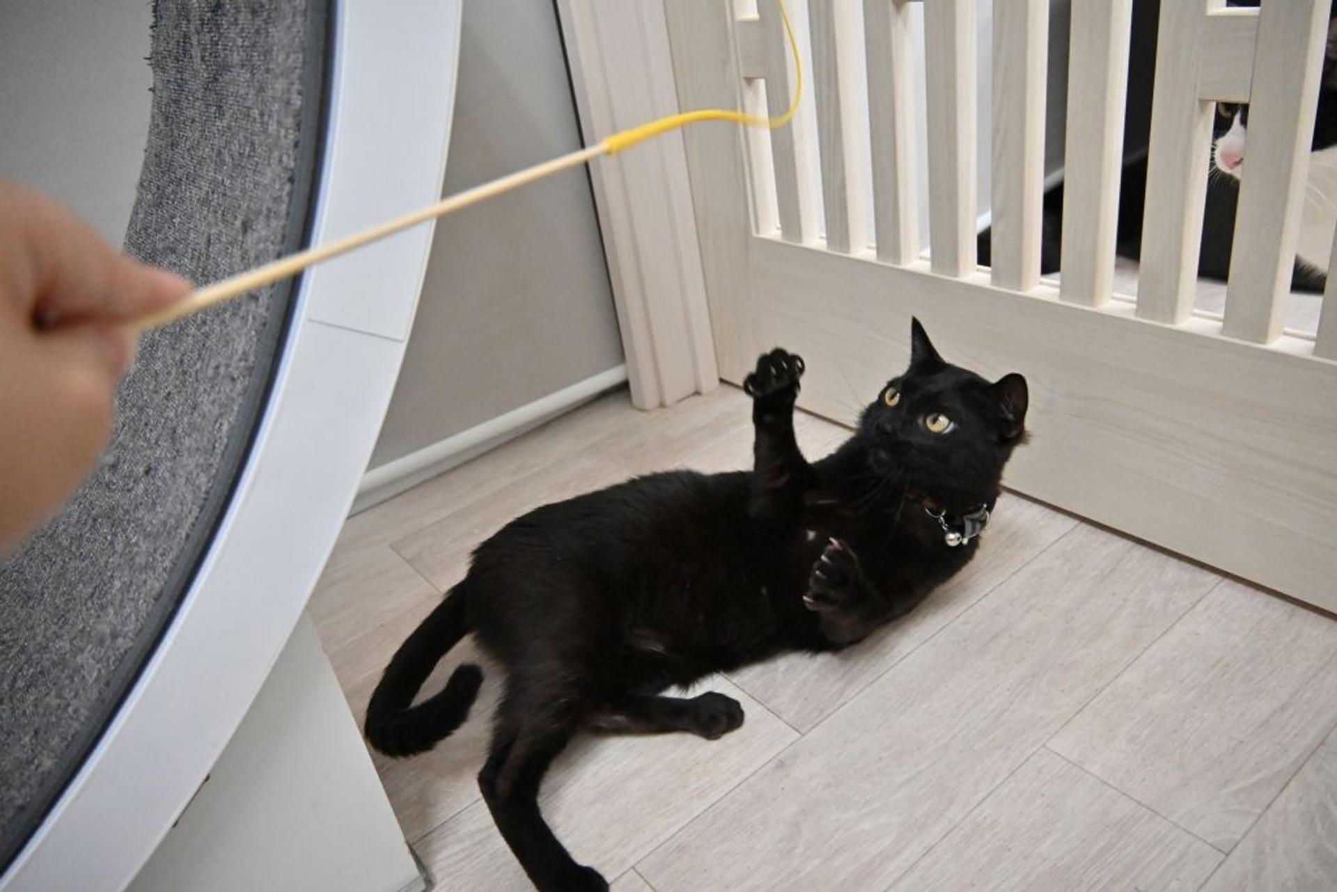 pet-image-4