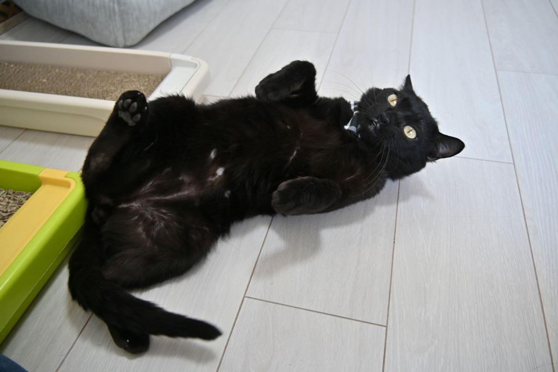 pet-image-5
