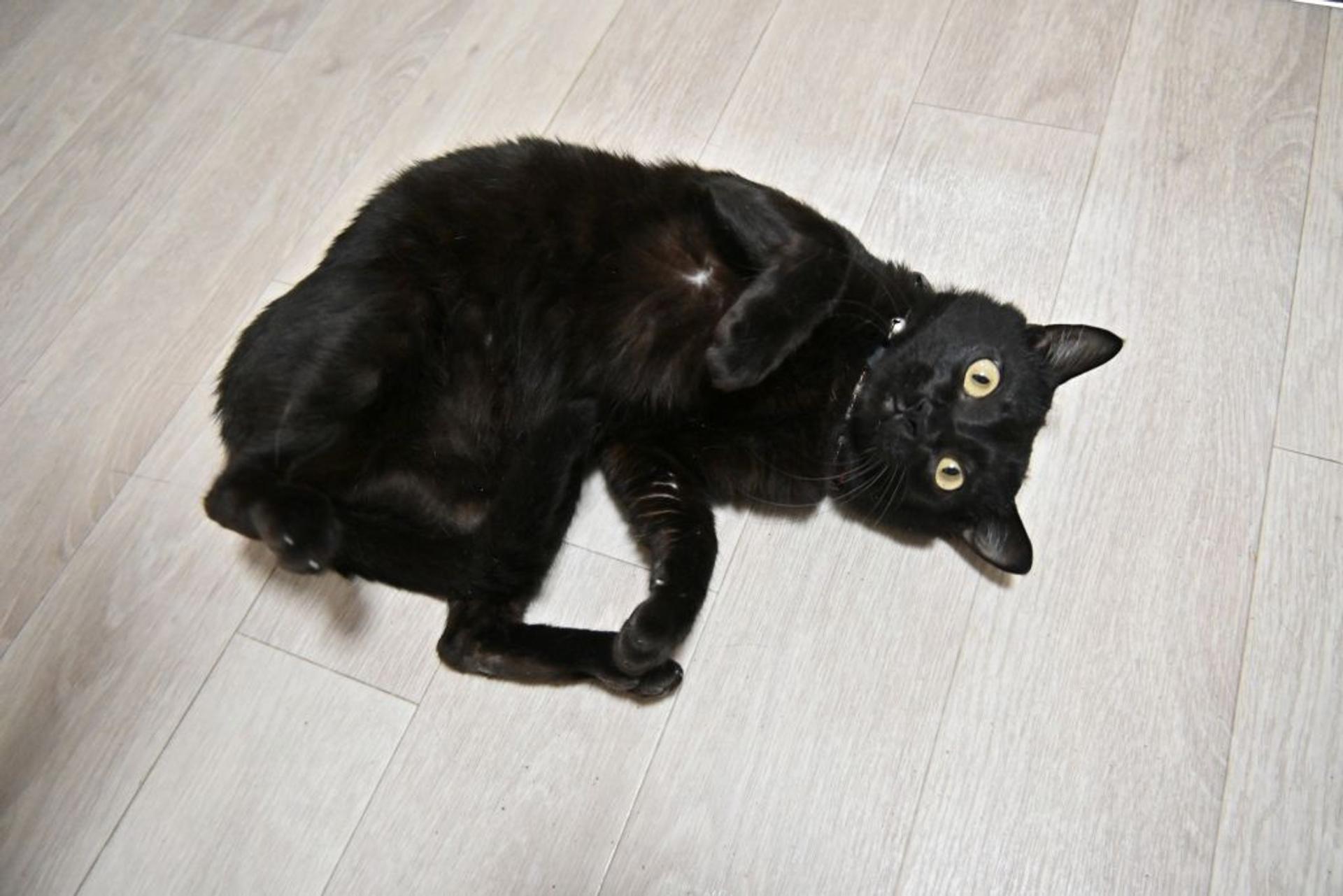 pet-image-7