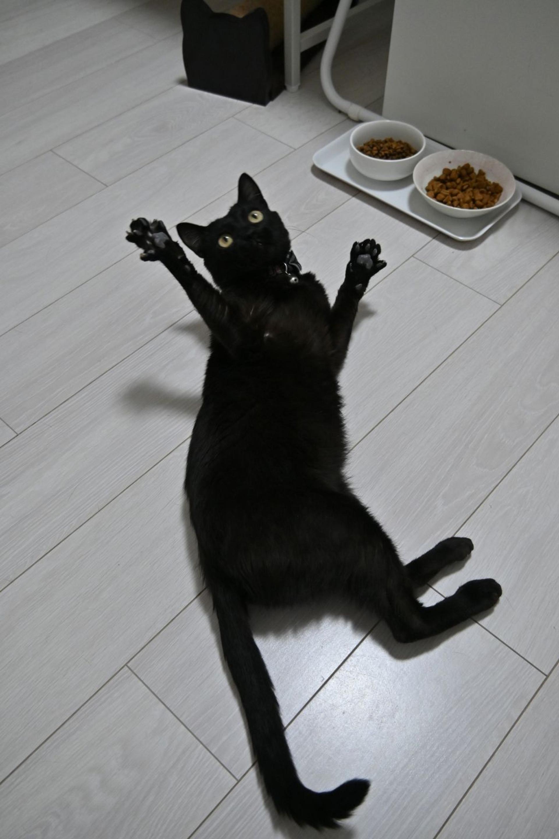 pet-image-8