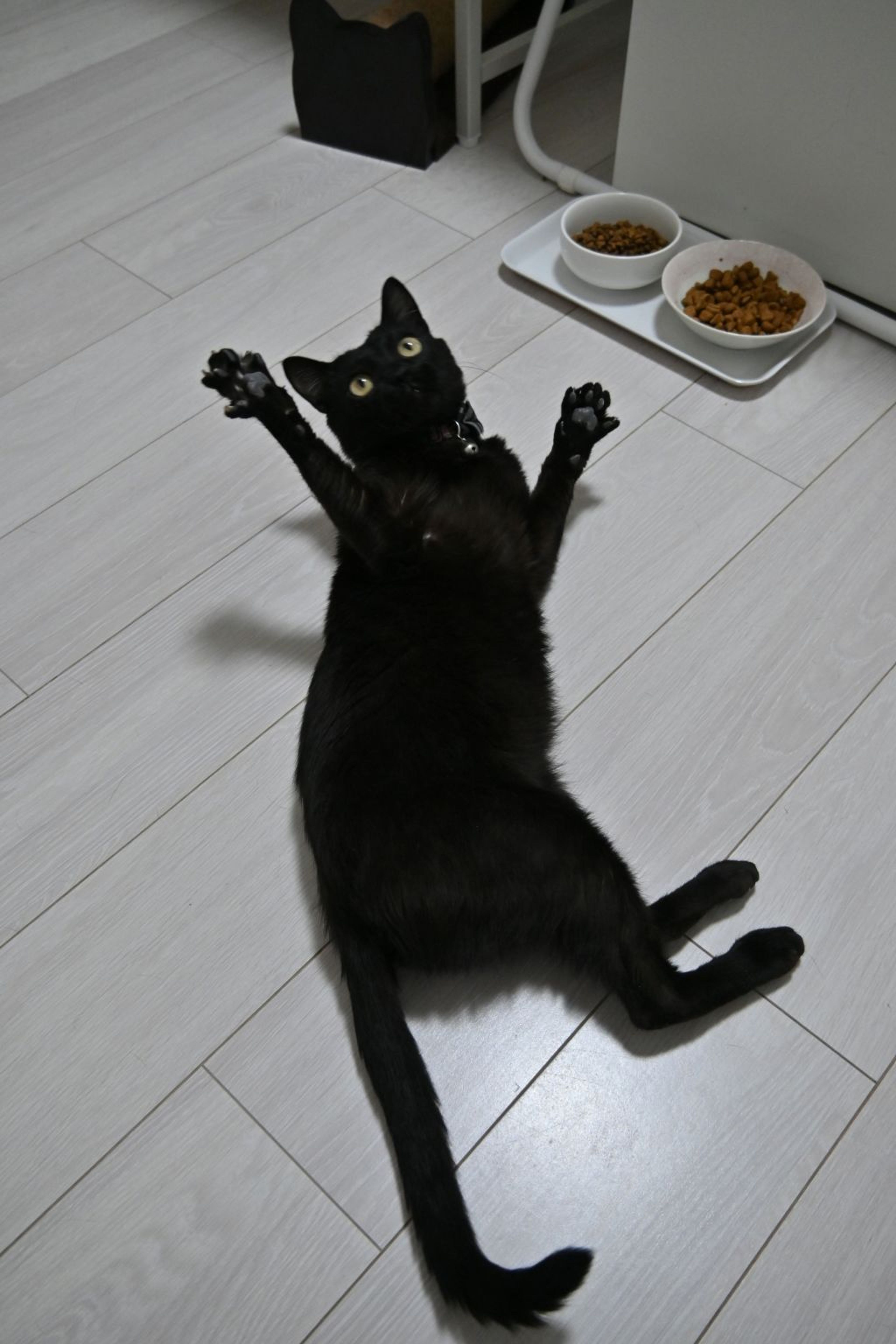pet-image-8