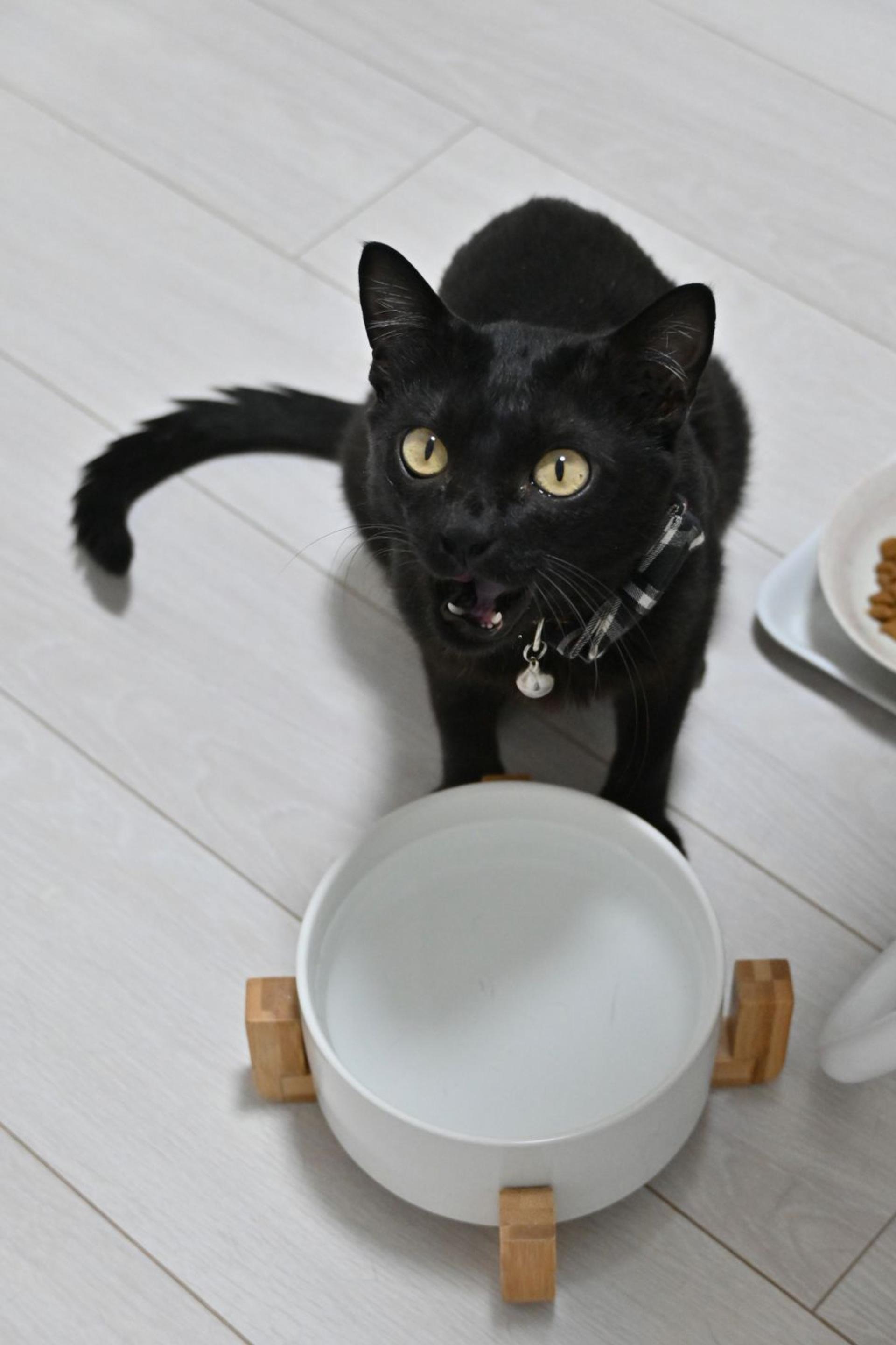 pet-image-9