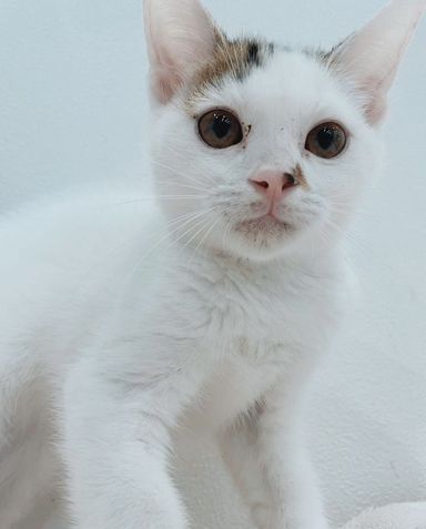 やなぎの写真