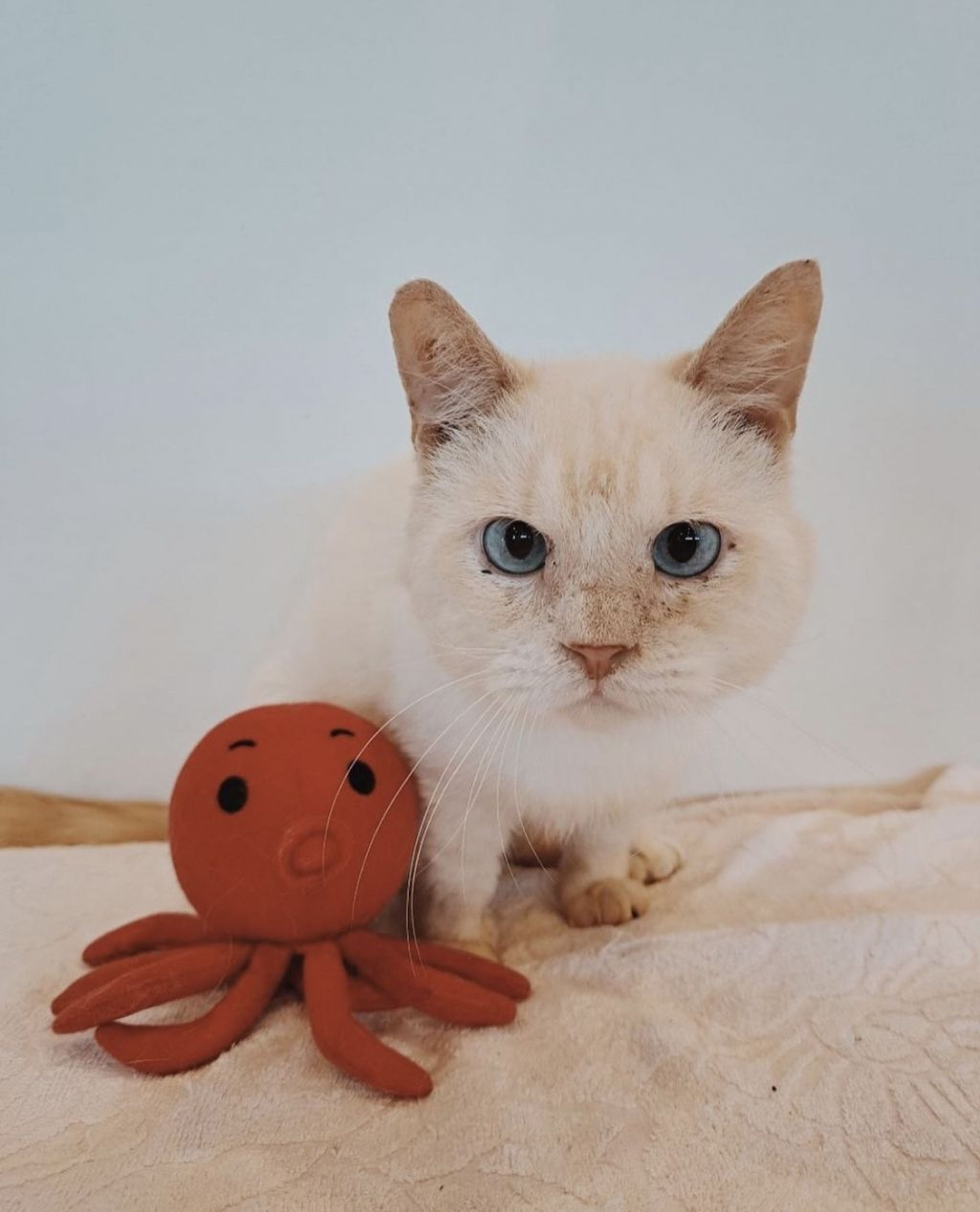 マンチカン・オスの里親募集の写真
