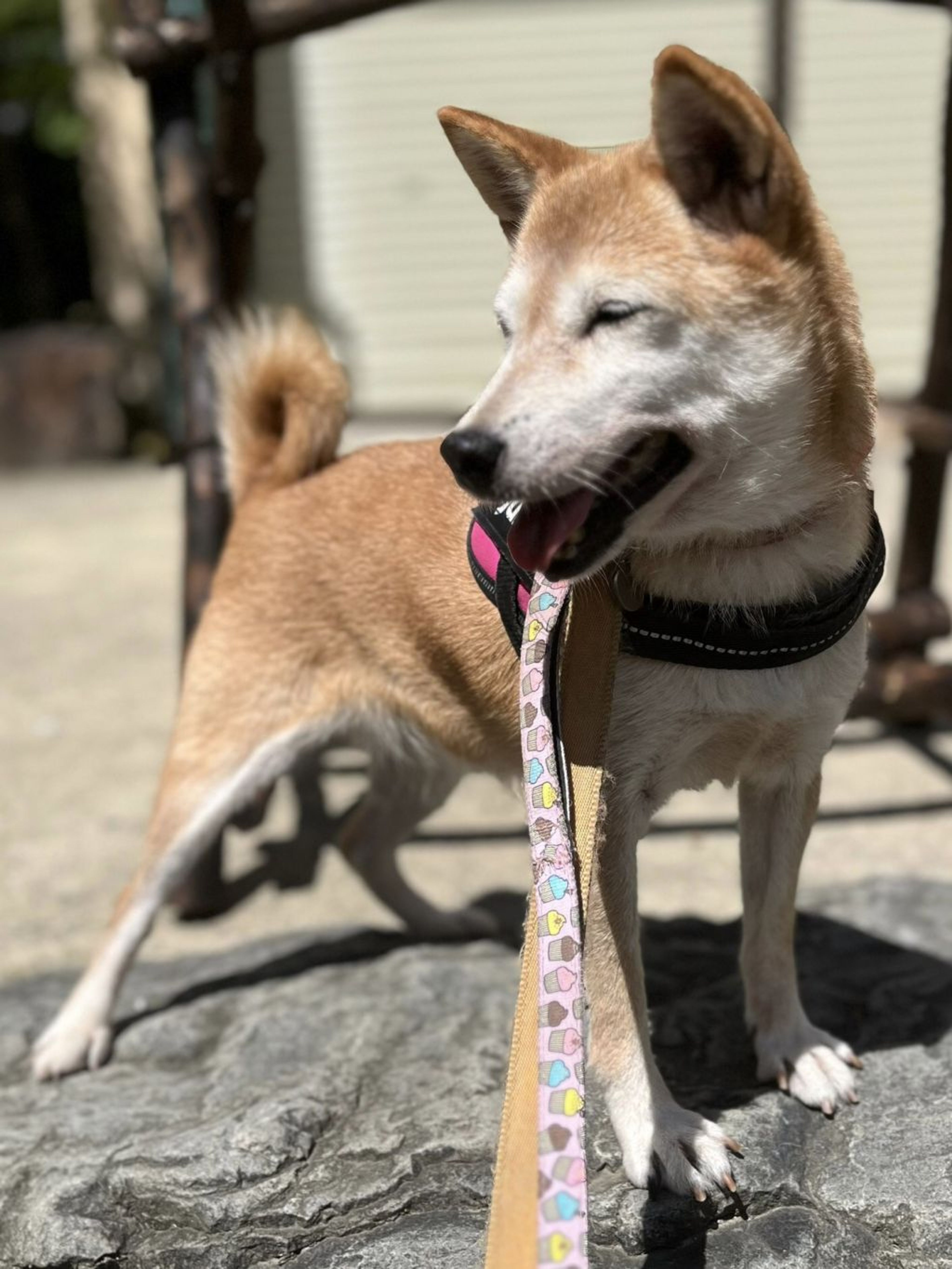 柴犬・メスの里親募集の写真