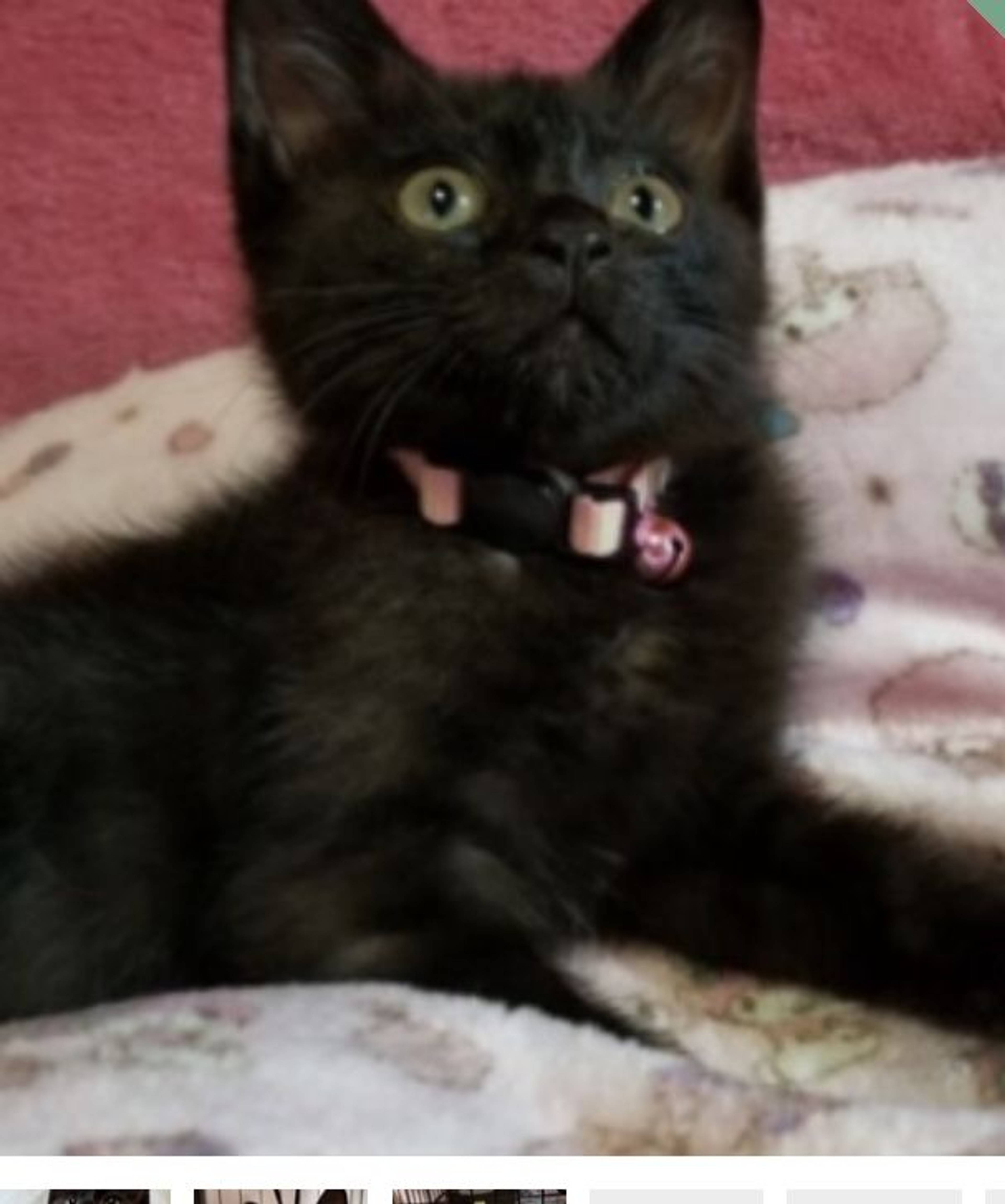 雑種（ミックス猫）・メスの里親募集の写真