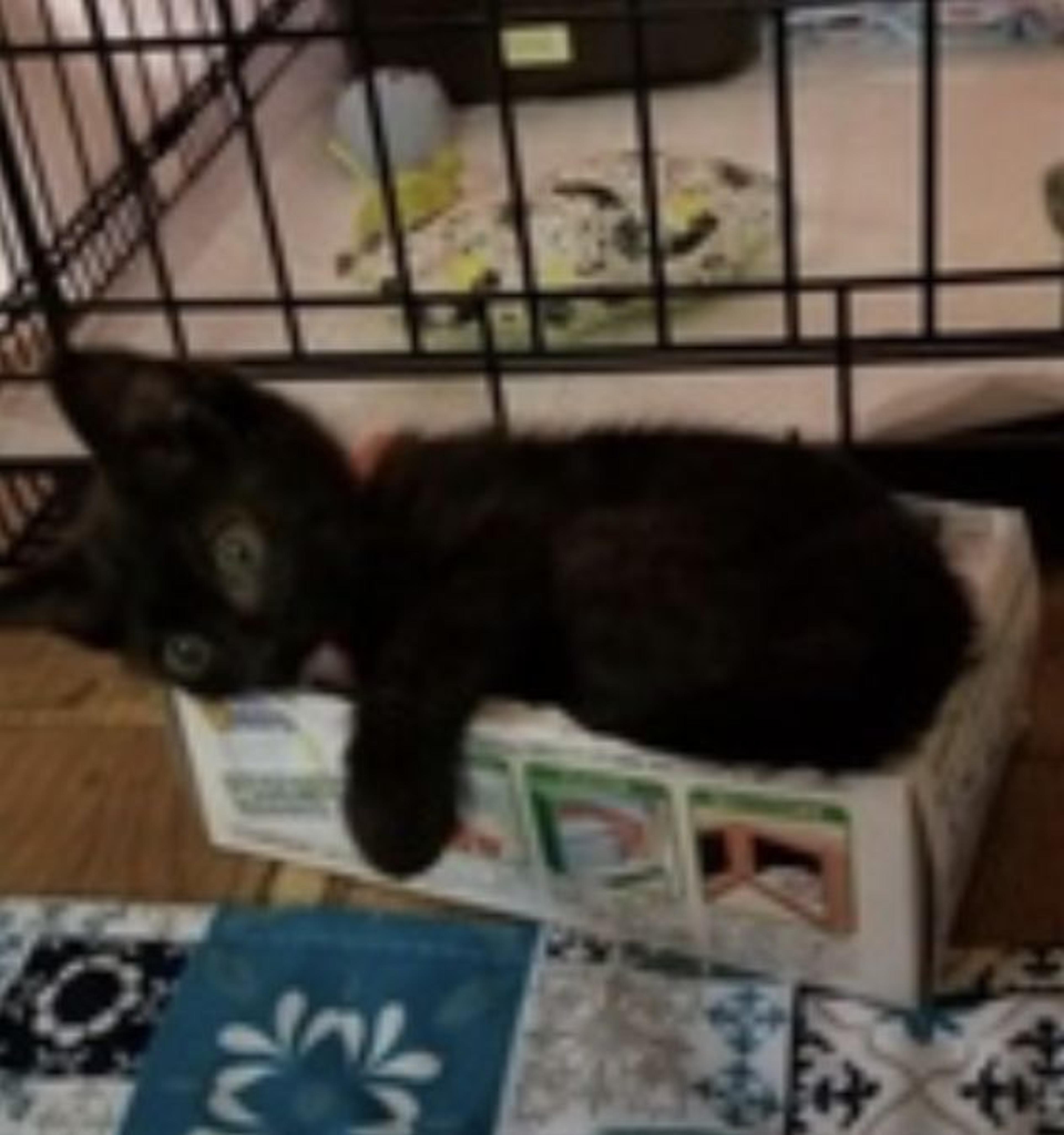pet-image-3