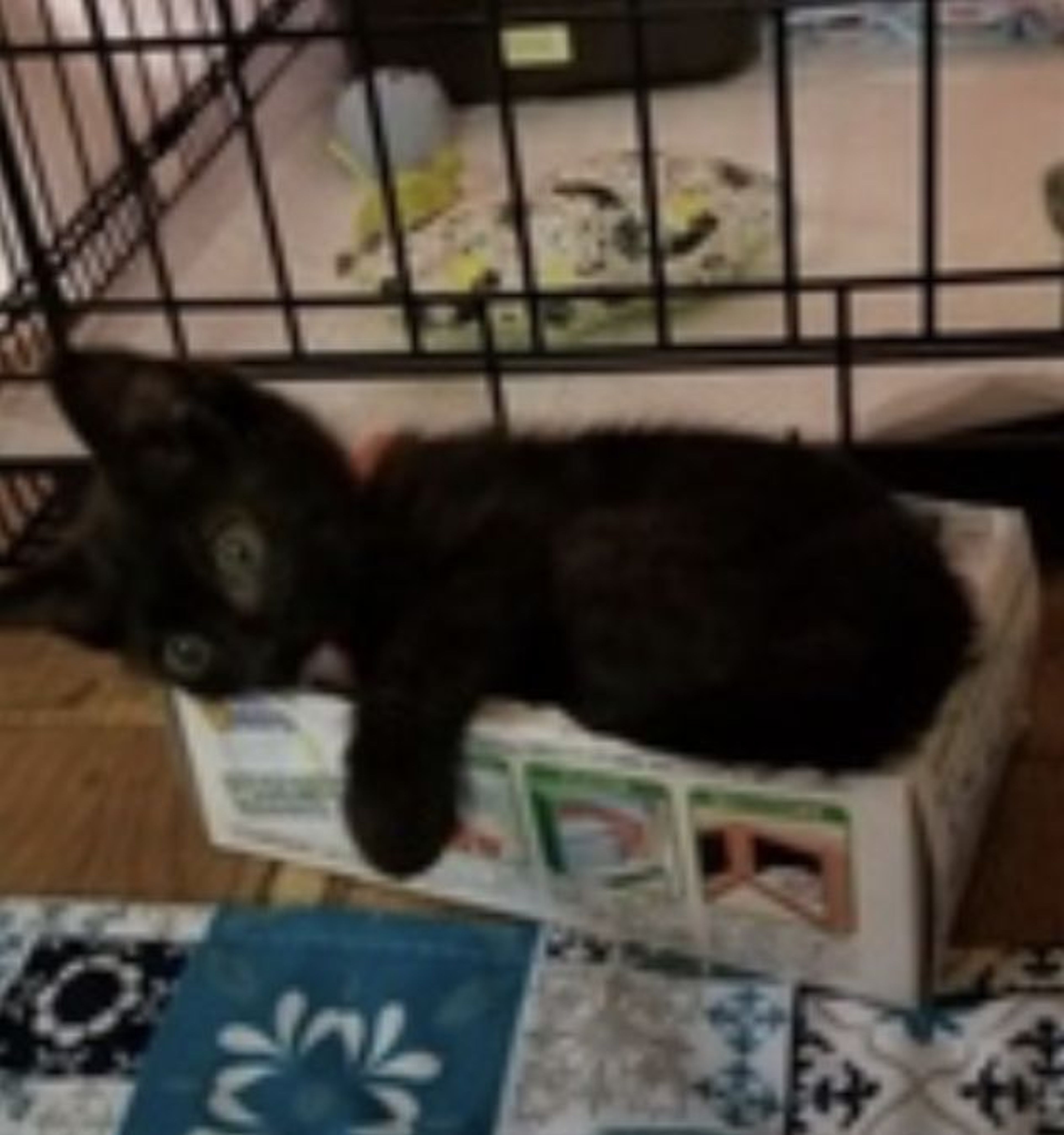 pet-image-3