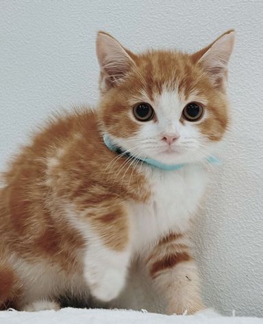 モッチャムの写真
