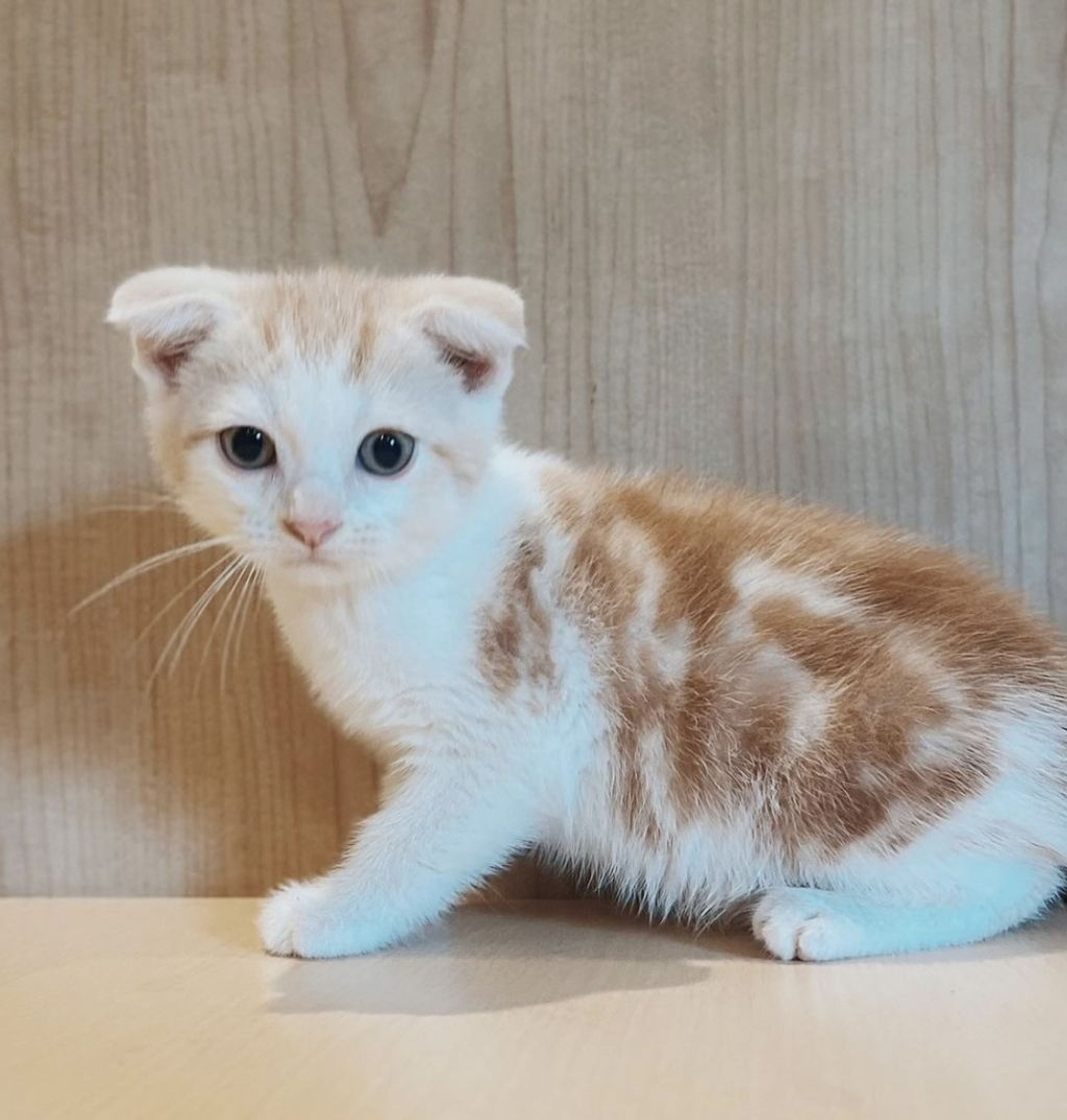 スコティッシュフォールド・オスの里親募集の写真