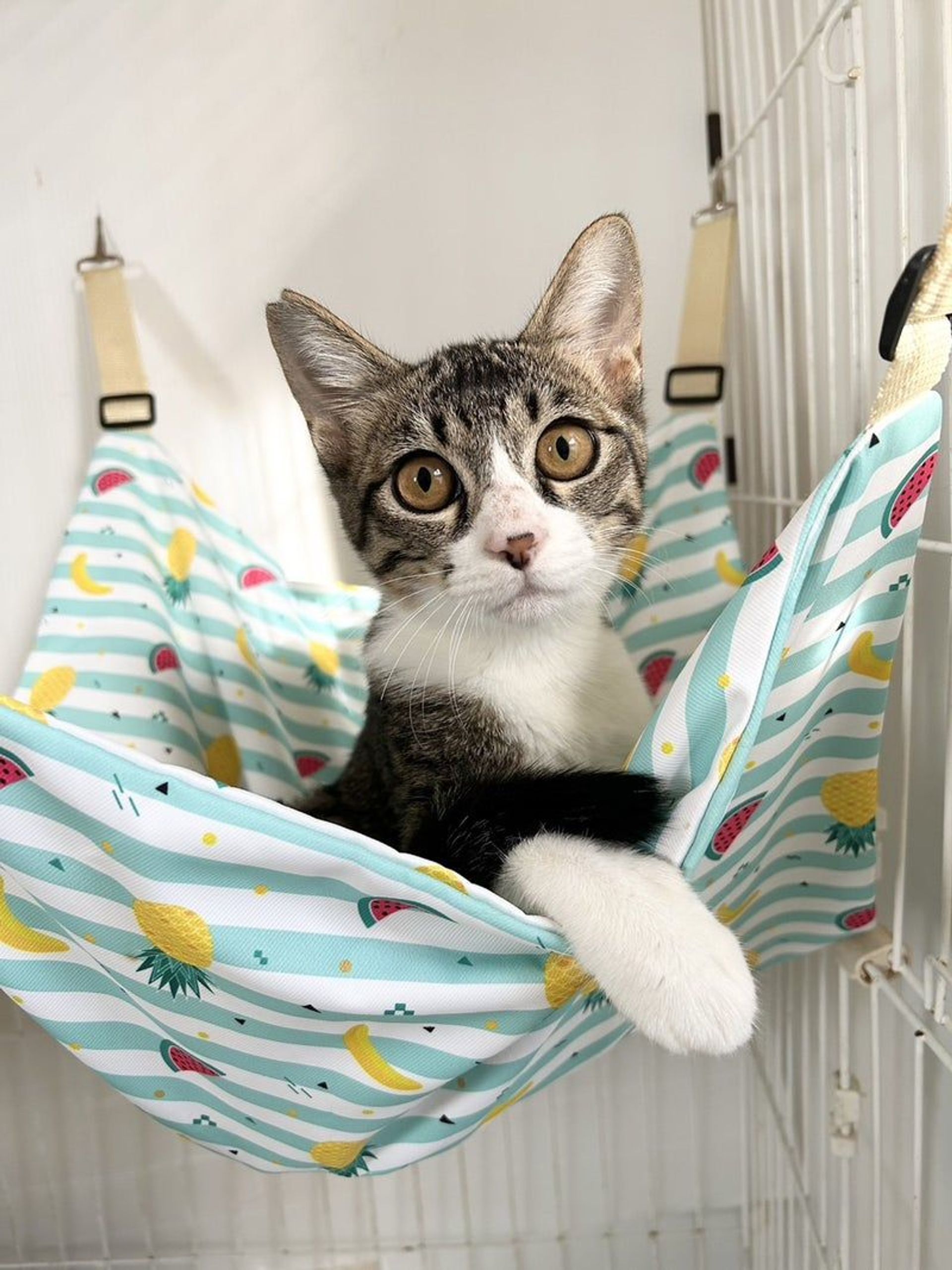 雑種（ミックス猫）・オスの里親募集の写真
