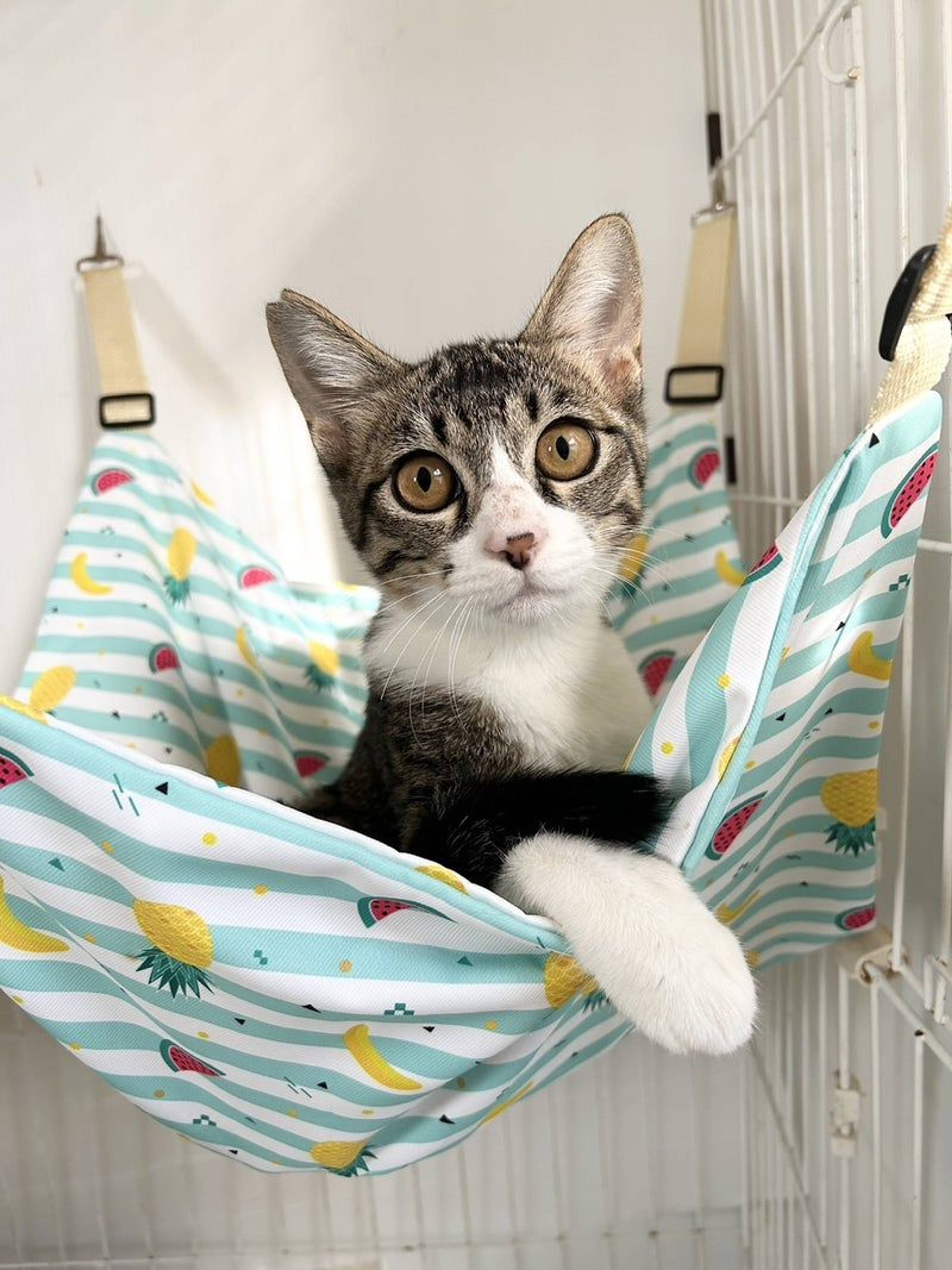 雑種（ミックス猫）・オスの里親募集の写真