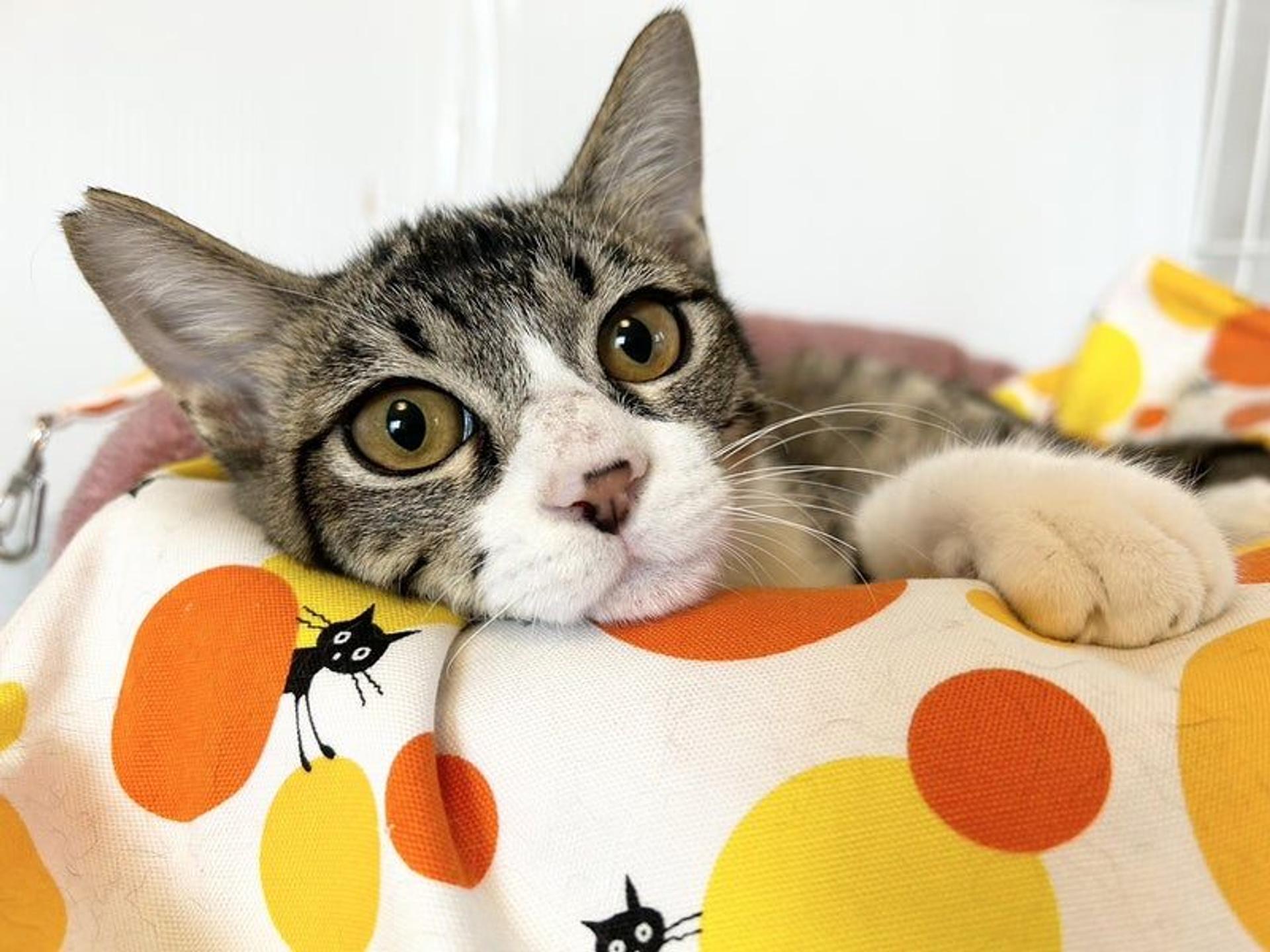 pet-image-2