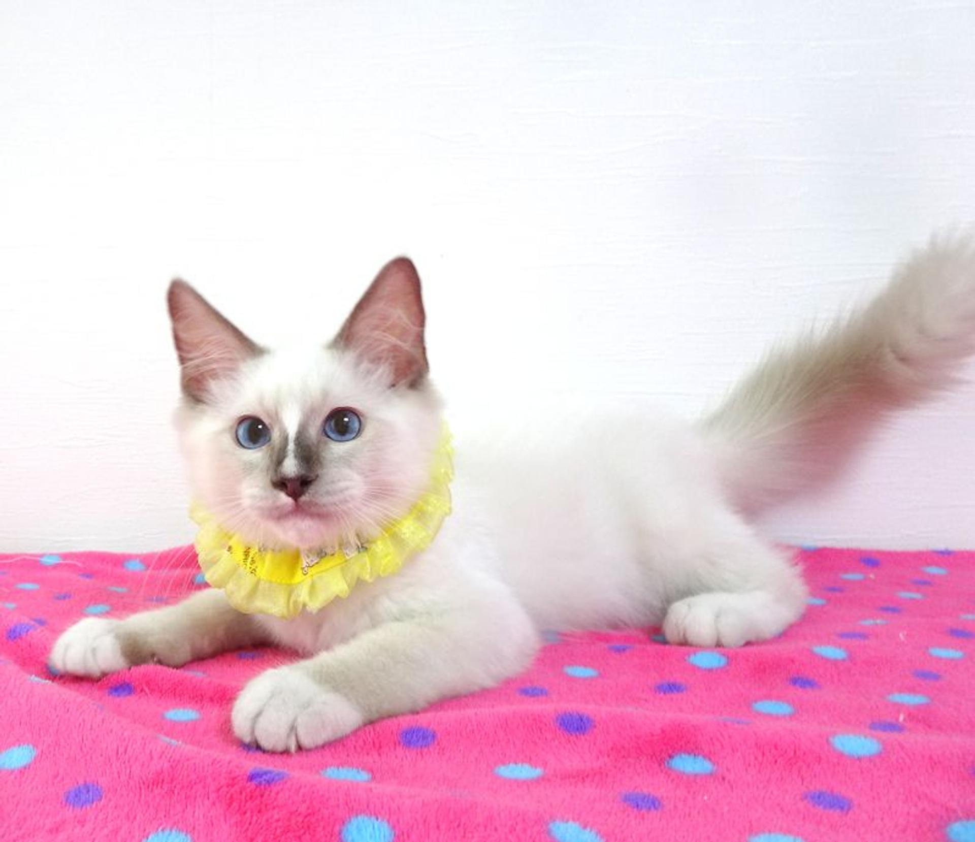 pet-image-2