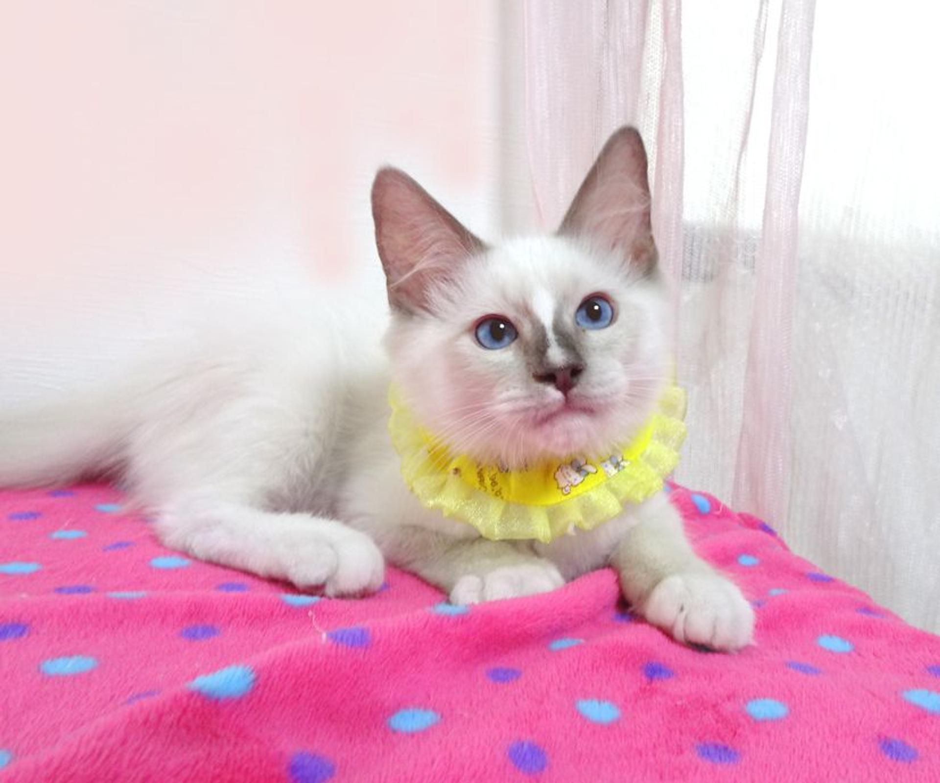 pet-image-4