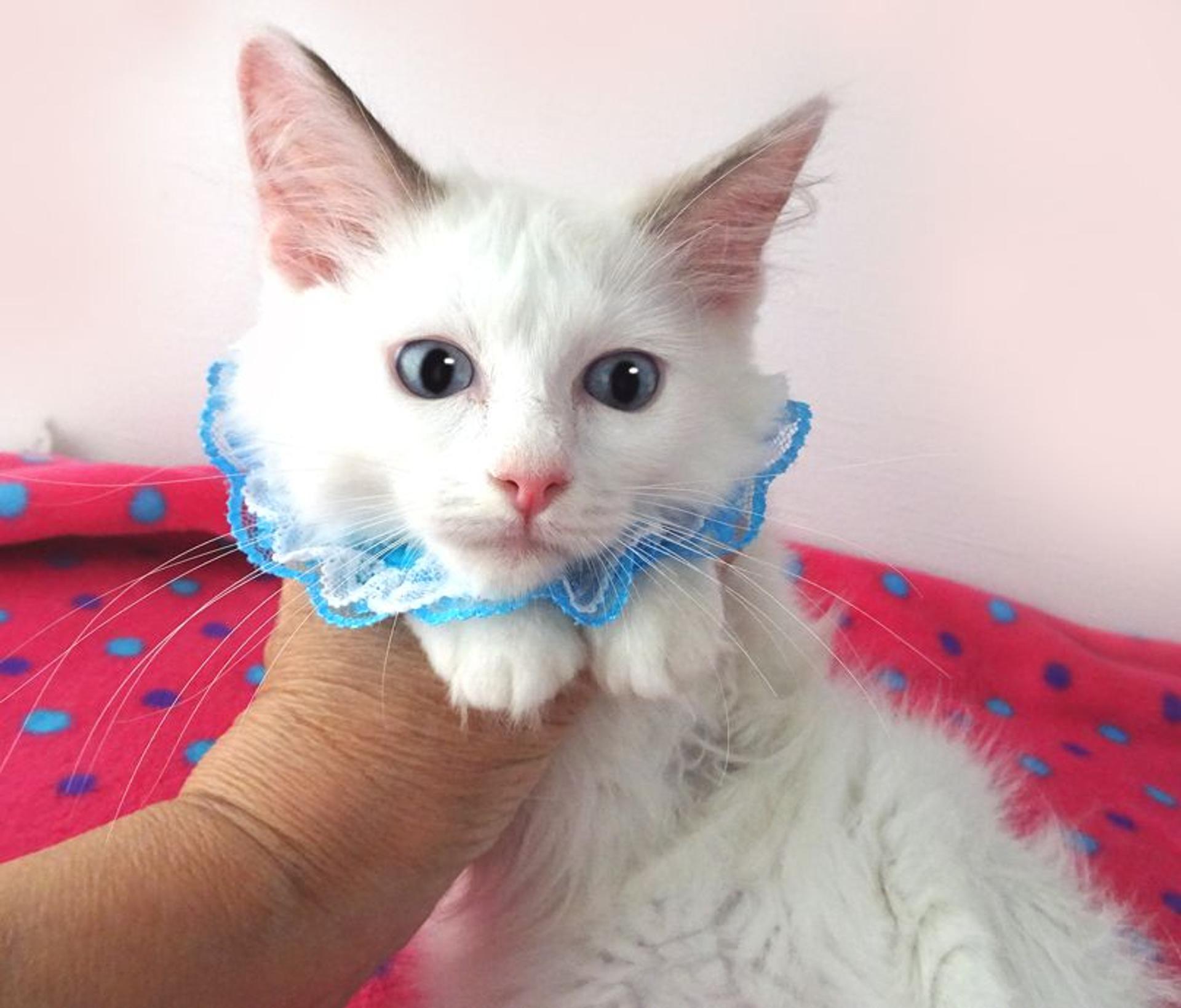 pet-image-4