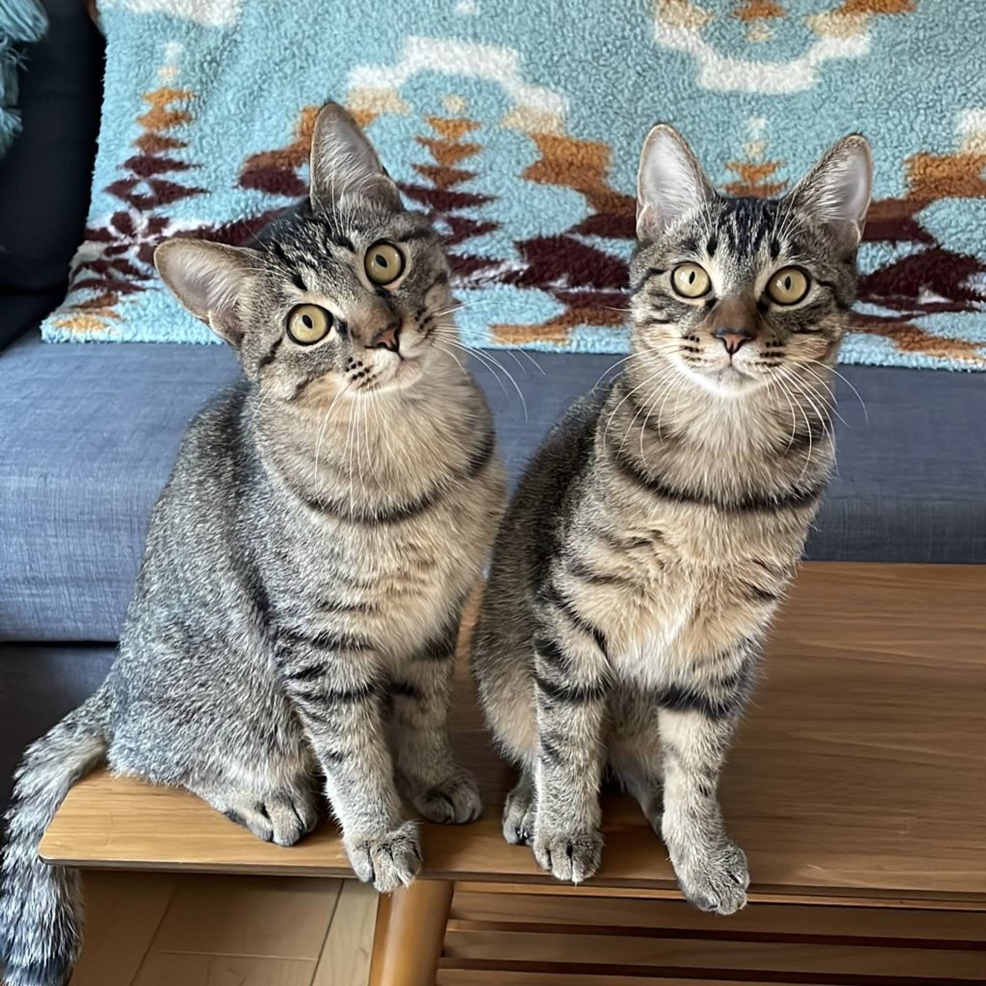 雑種（ミックス猫）・オスの里親募集の写真