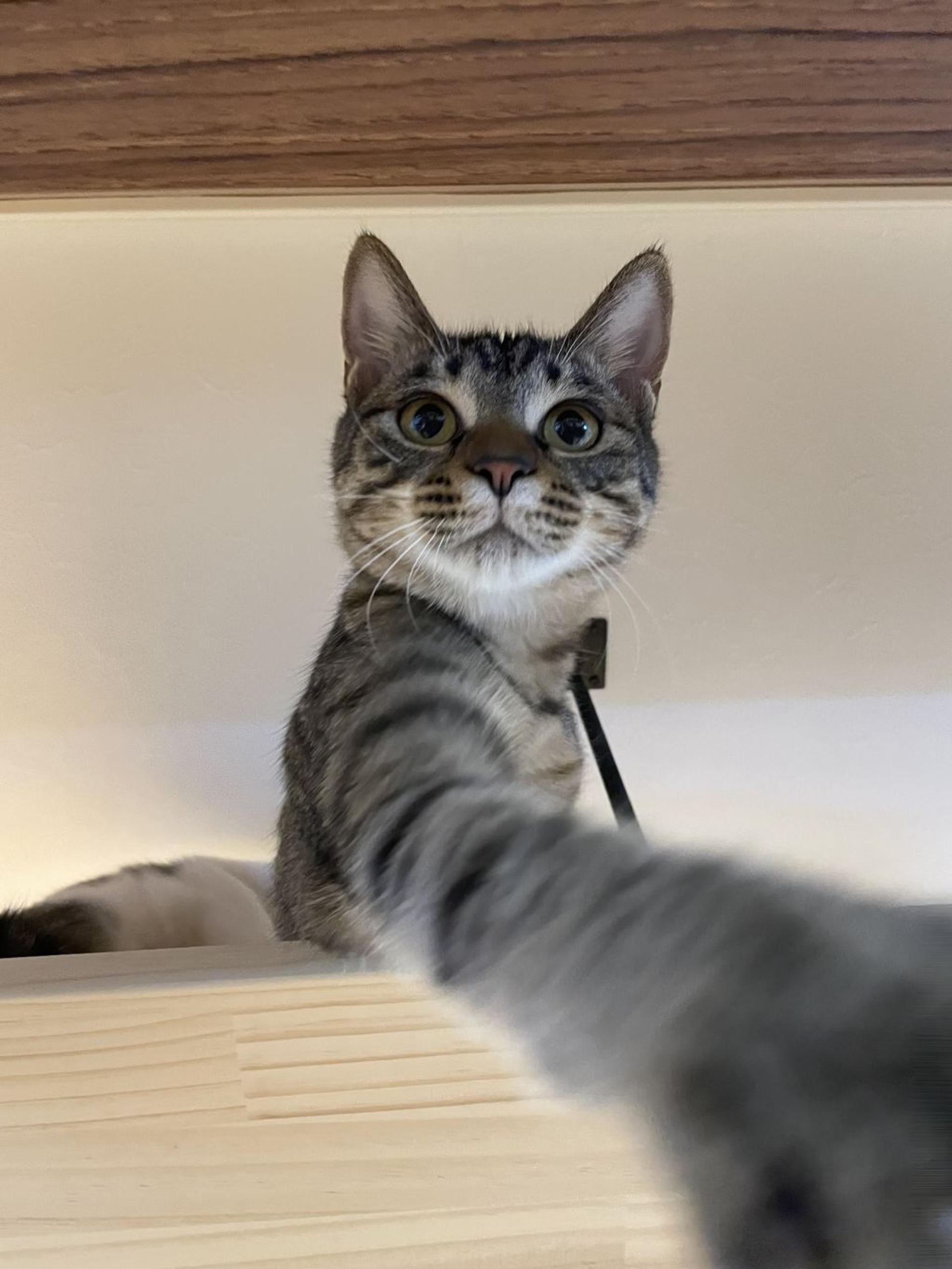 pet-image-3