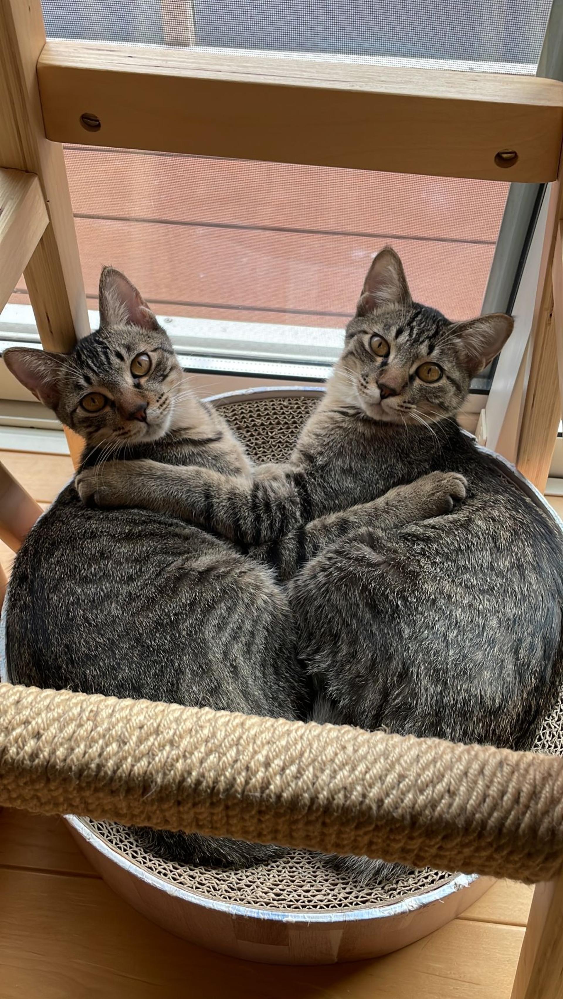 pet-image-5