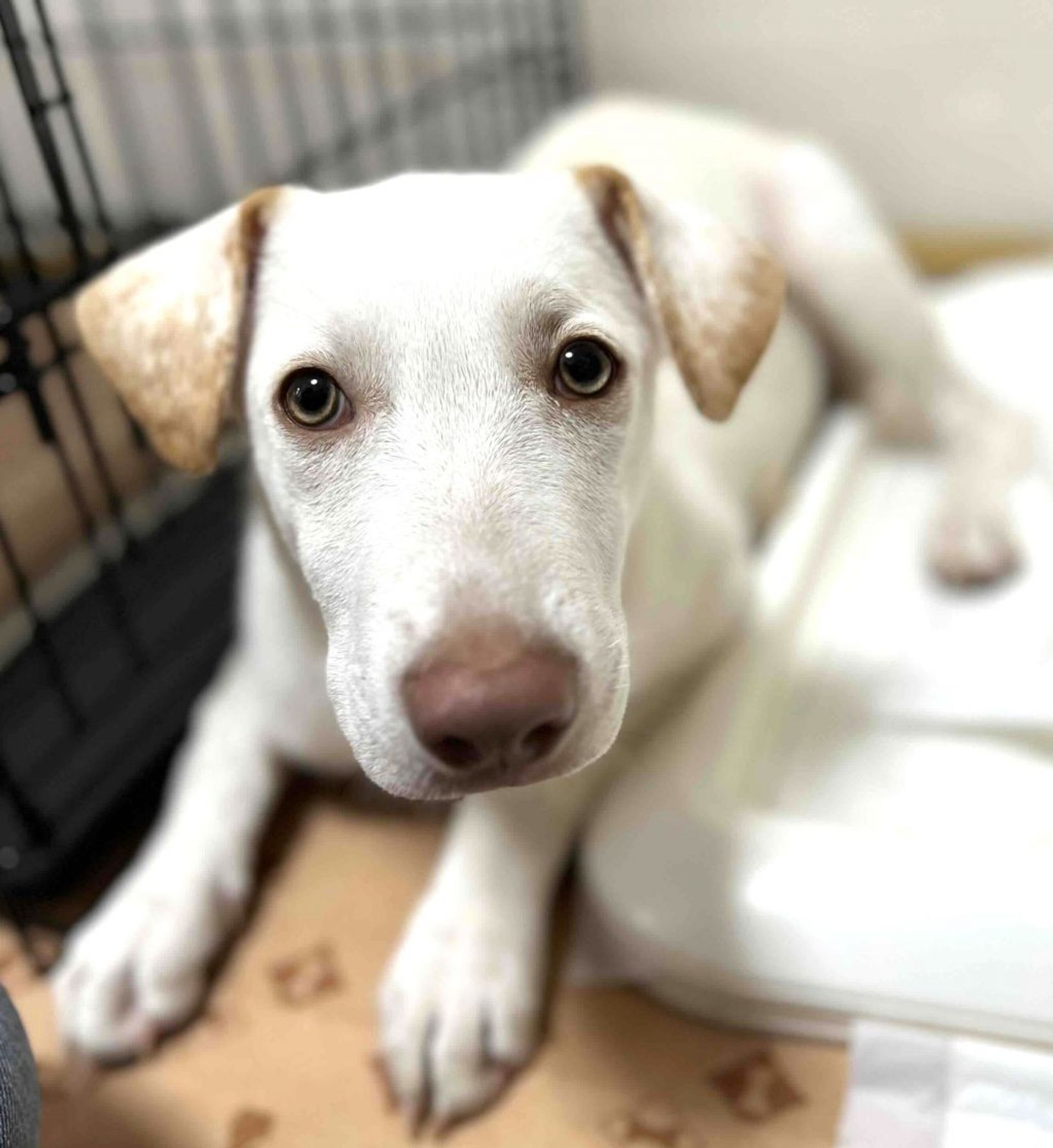雑種（ミックス犬）・オスの里親募集の写真