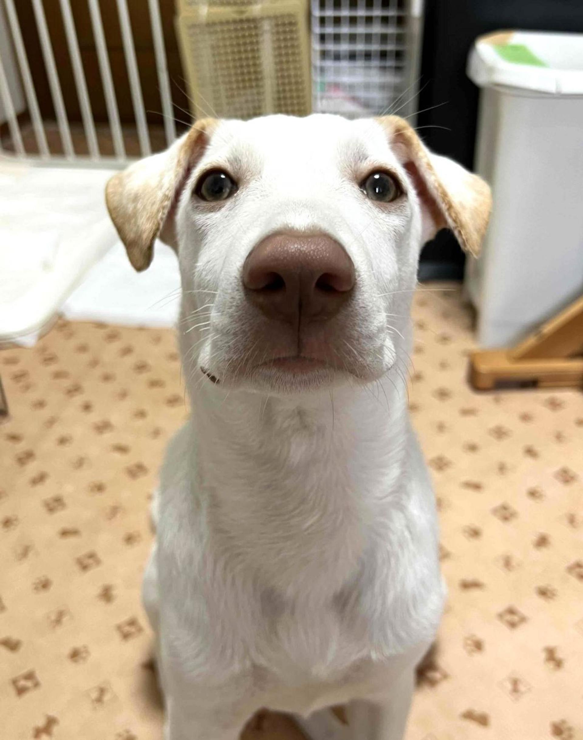 pet-image-2