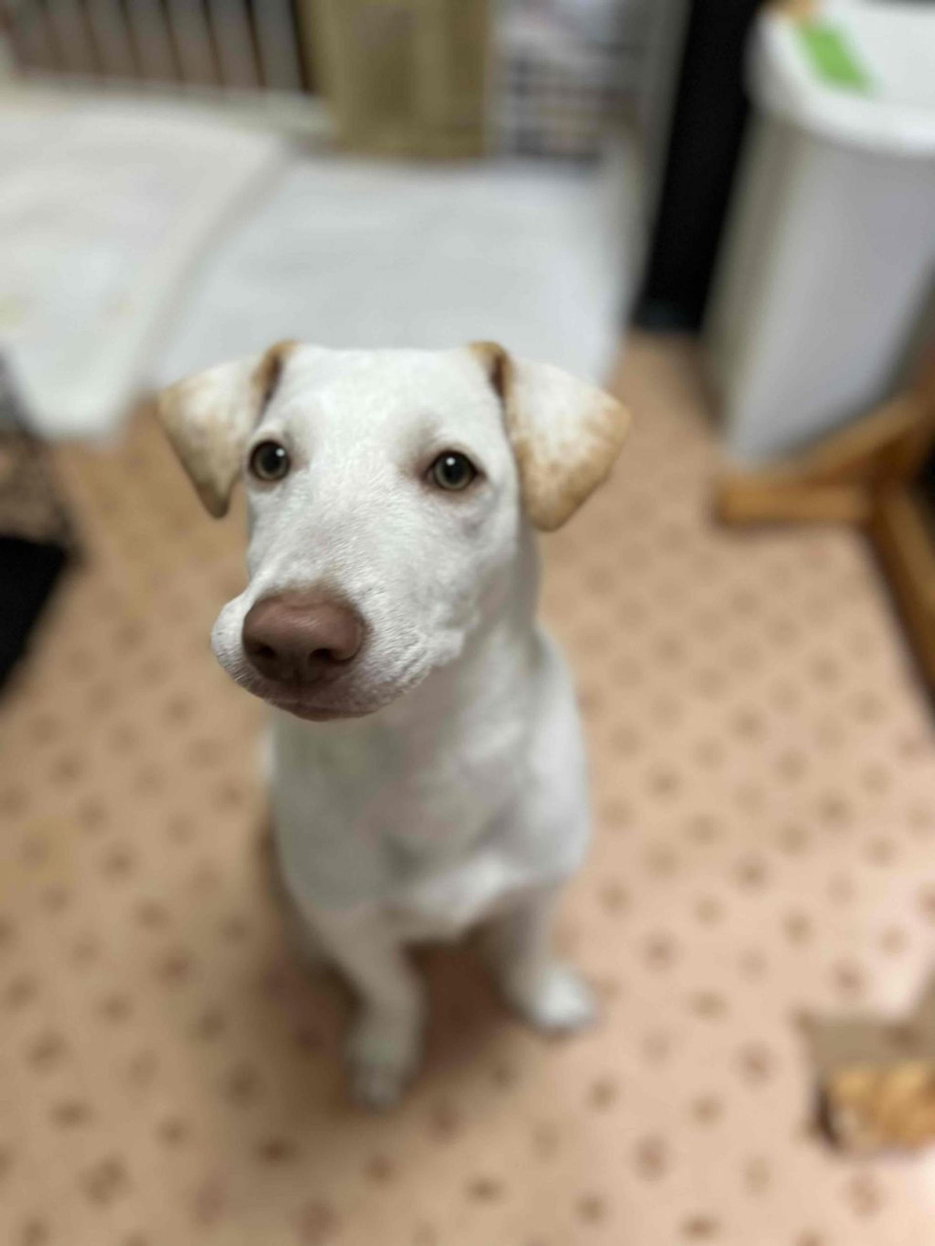 pet-image-4
