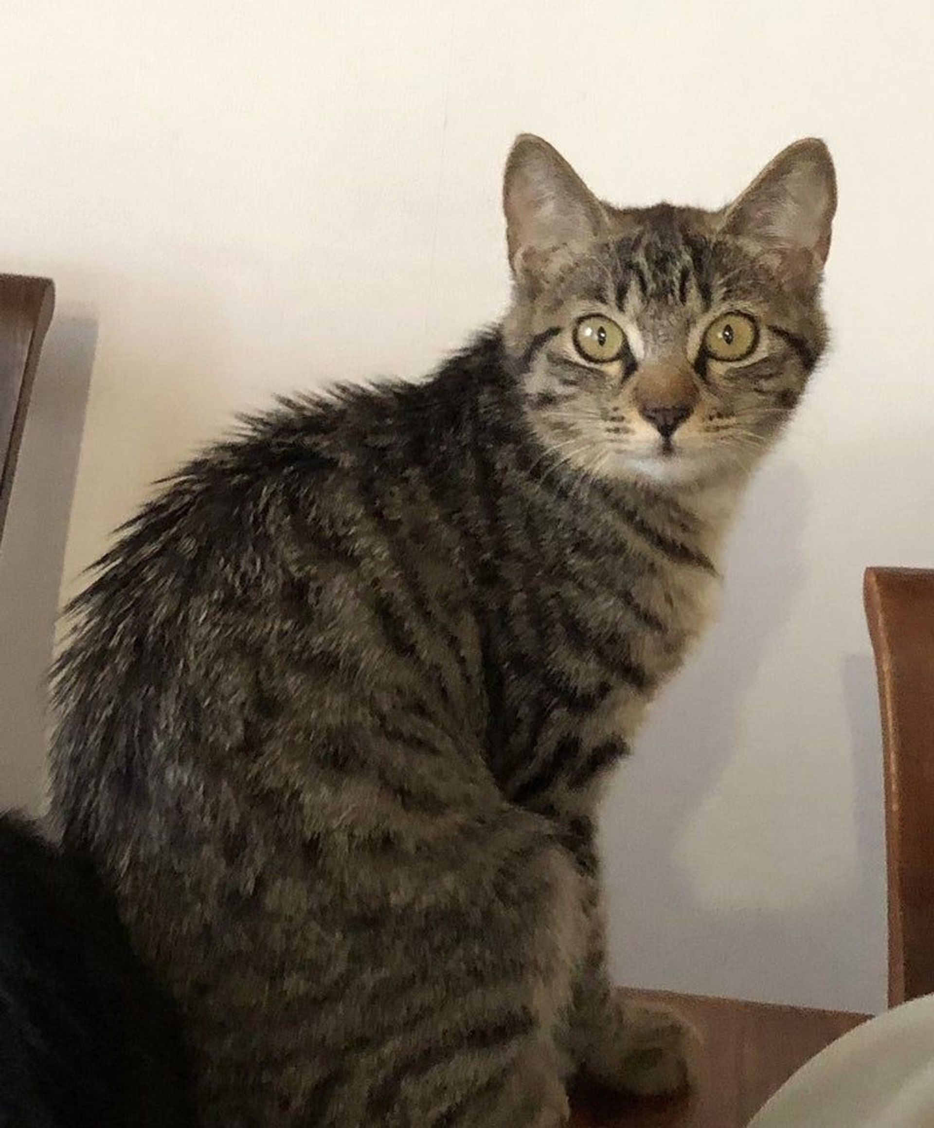 雑種（ミックス猫）・メスの里親募集の写真