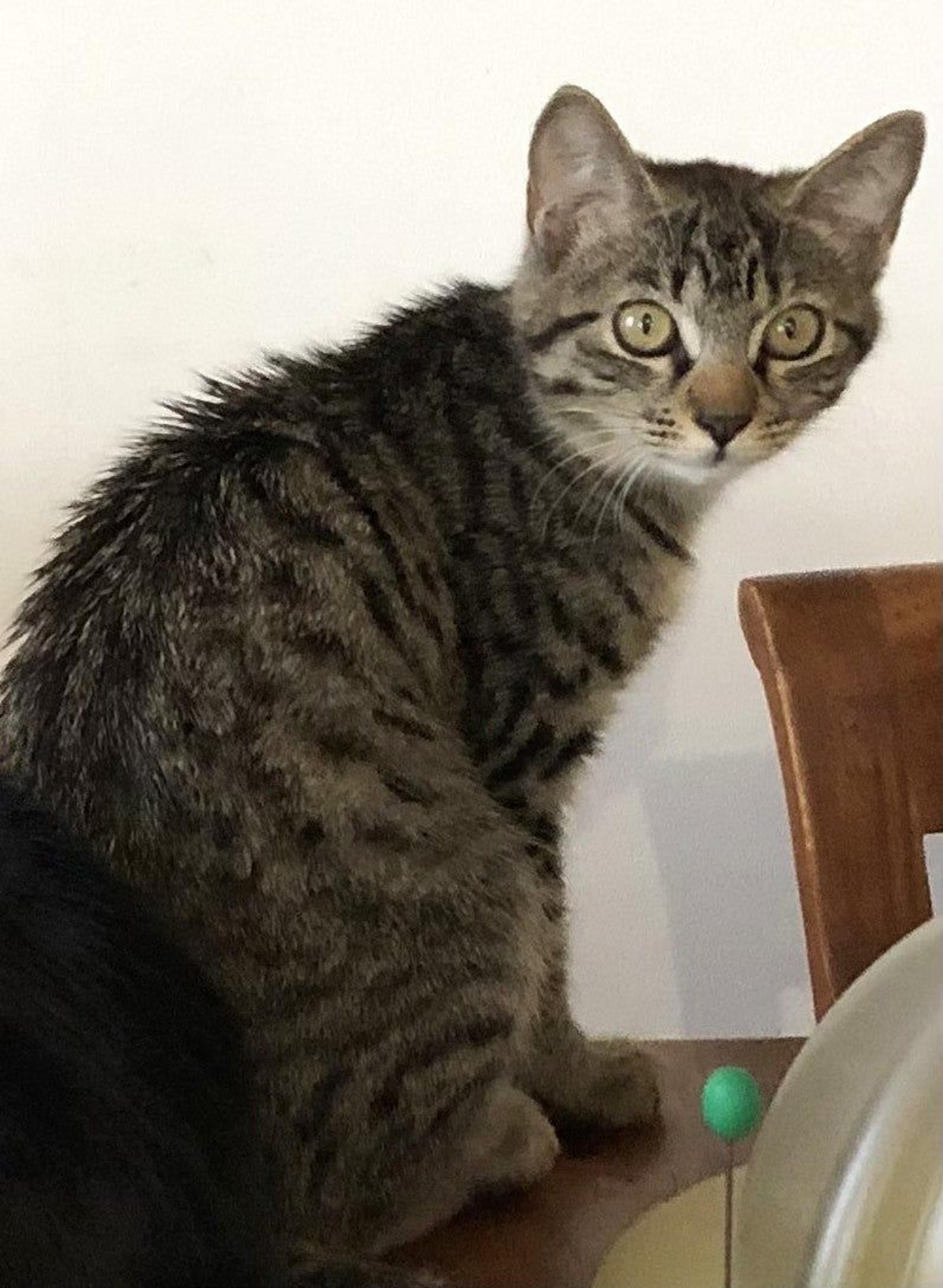 pet-image-3