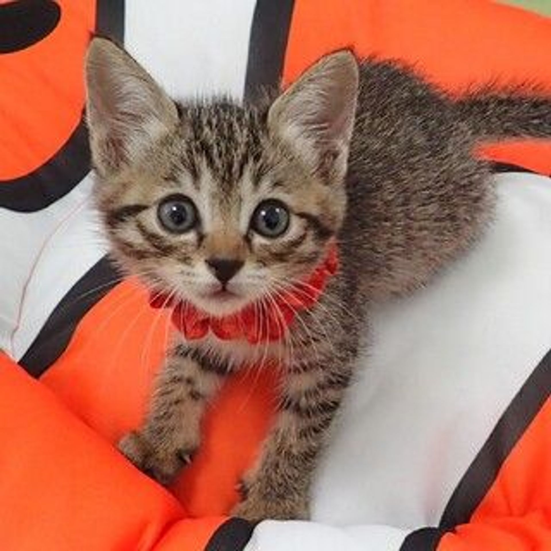 雑種（ミックス猫）・メスの里親募集の写真