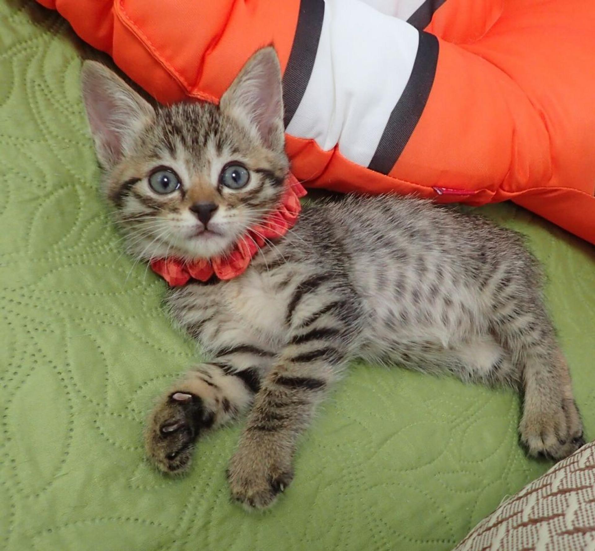 pet-image-2