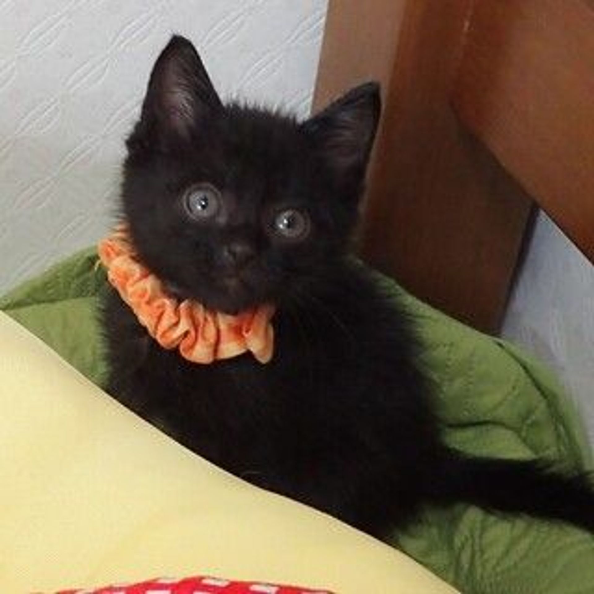 雑種（ミックス猫）・オスの里親募集の写真