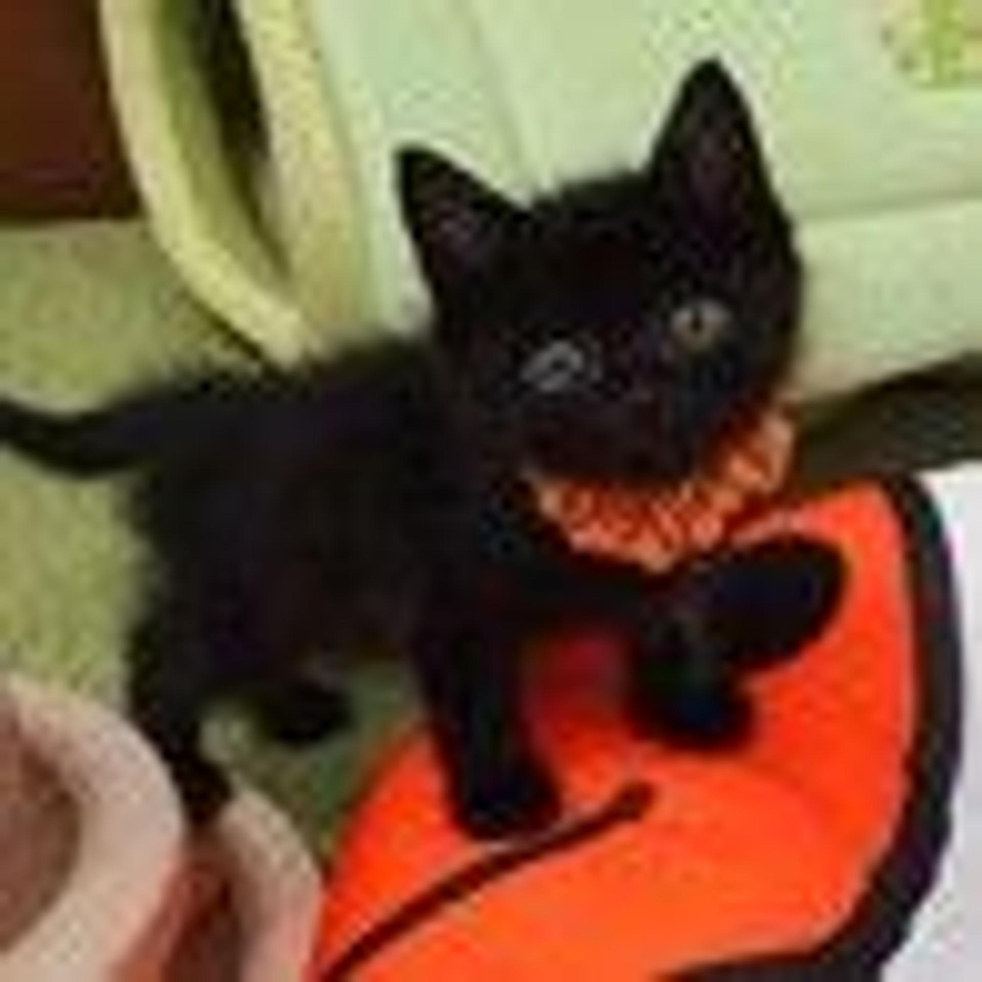 pet-image-2