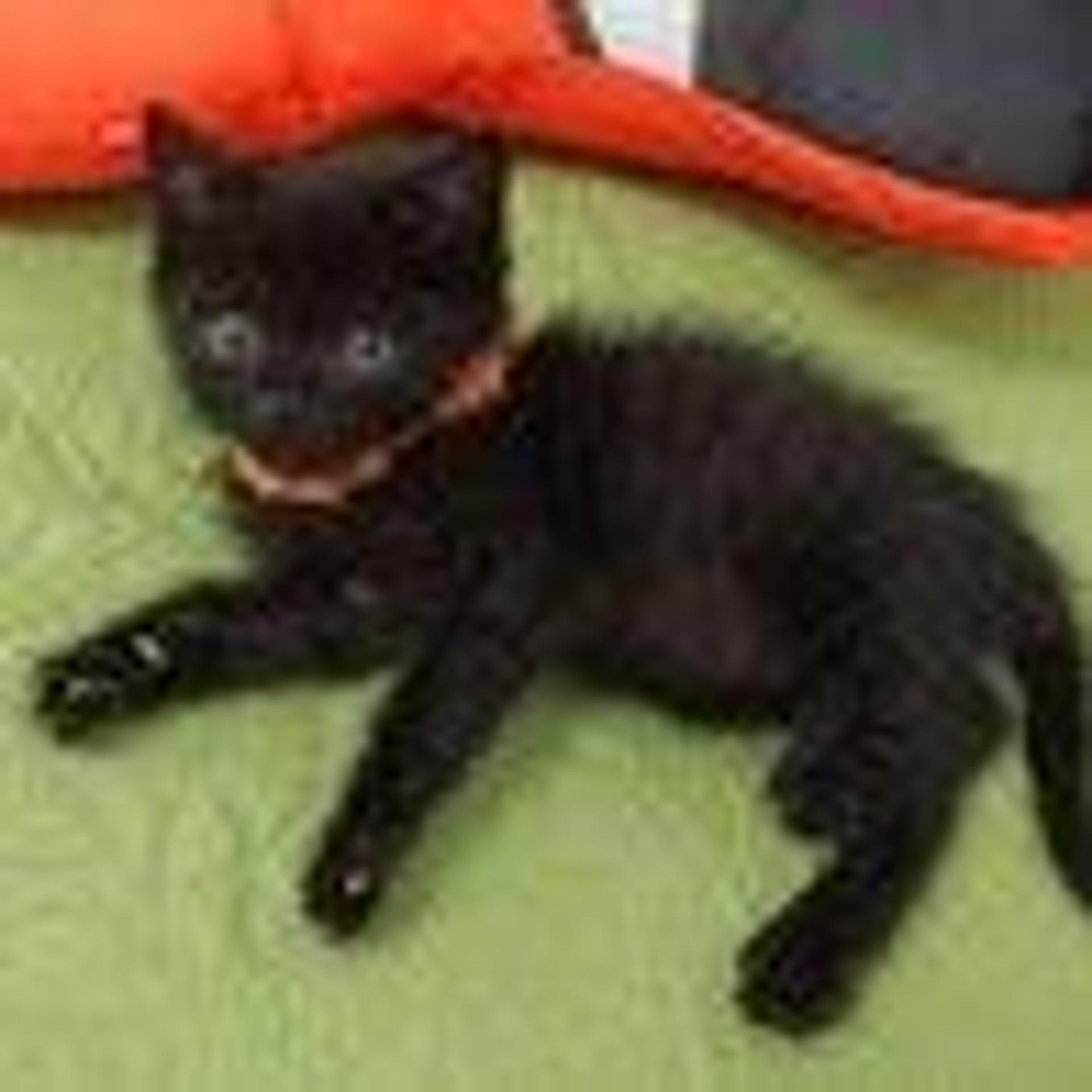 pet-image-3