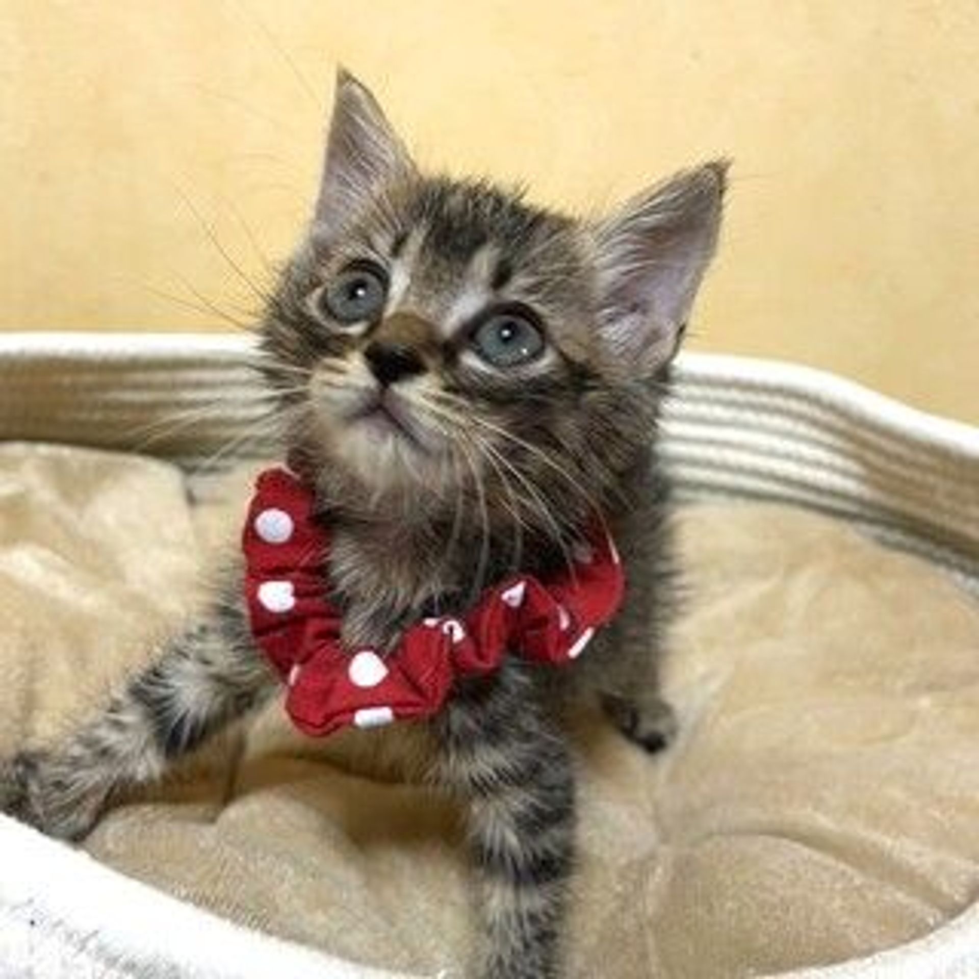 雑種（ミックス猫）・メスの里親募集の写真