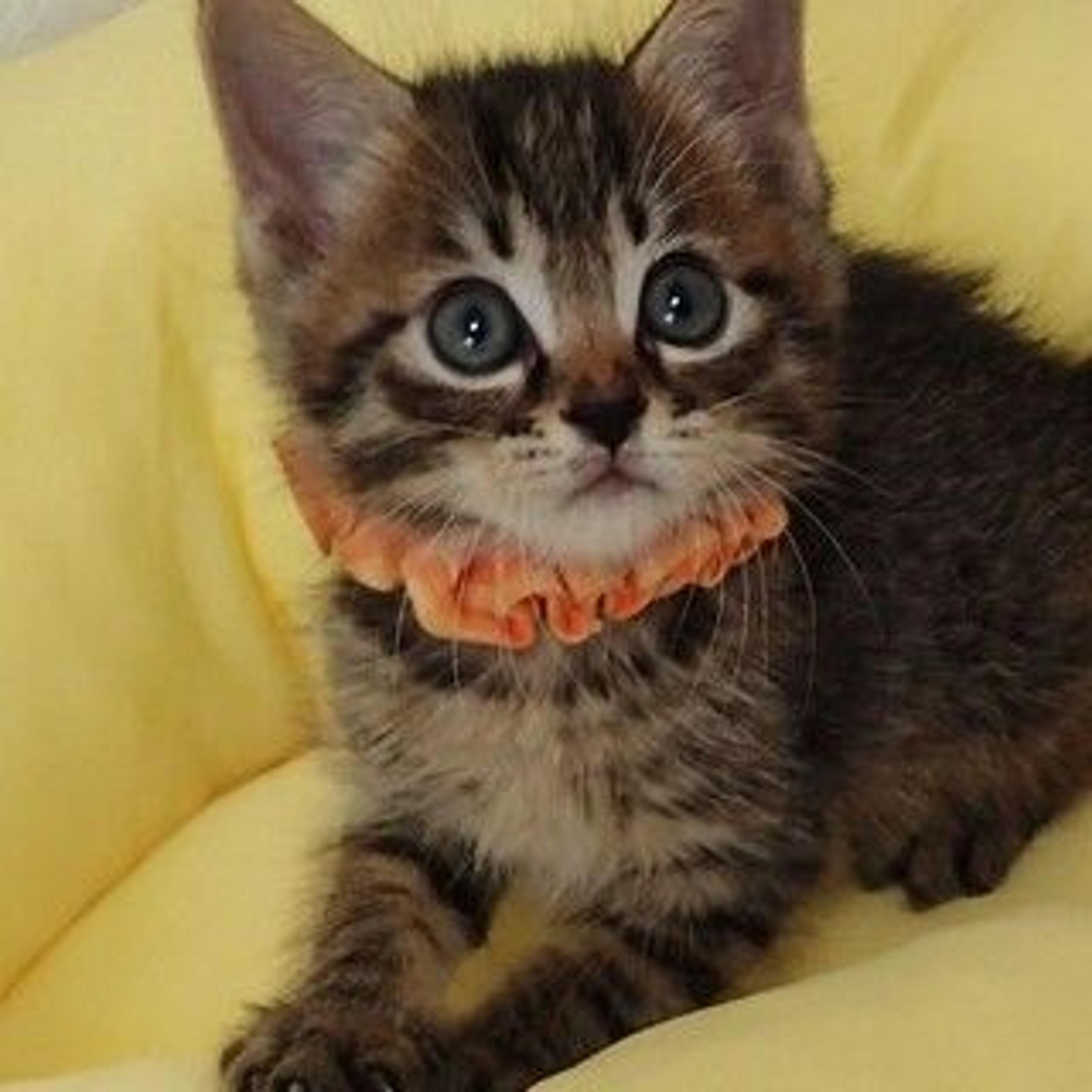 pet-image-2