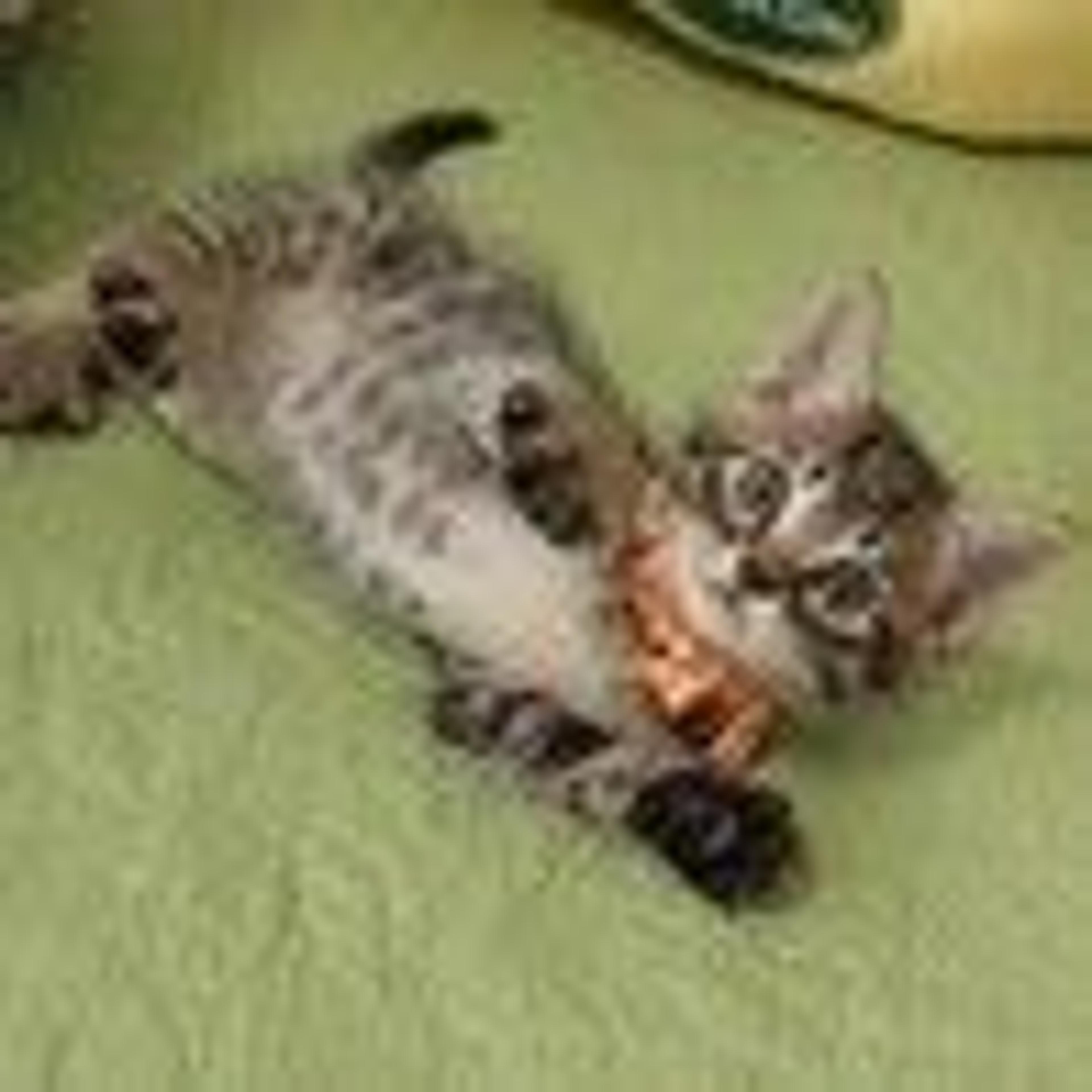 pet-image-3