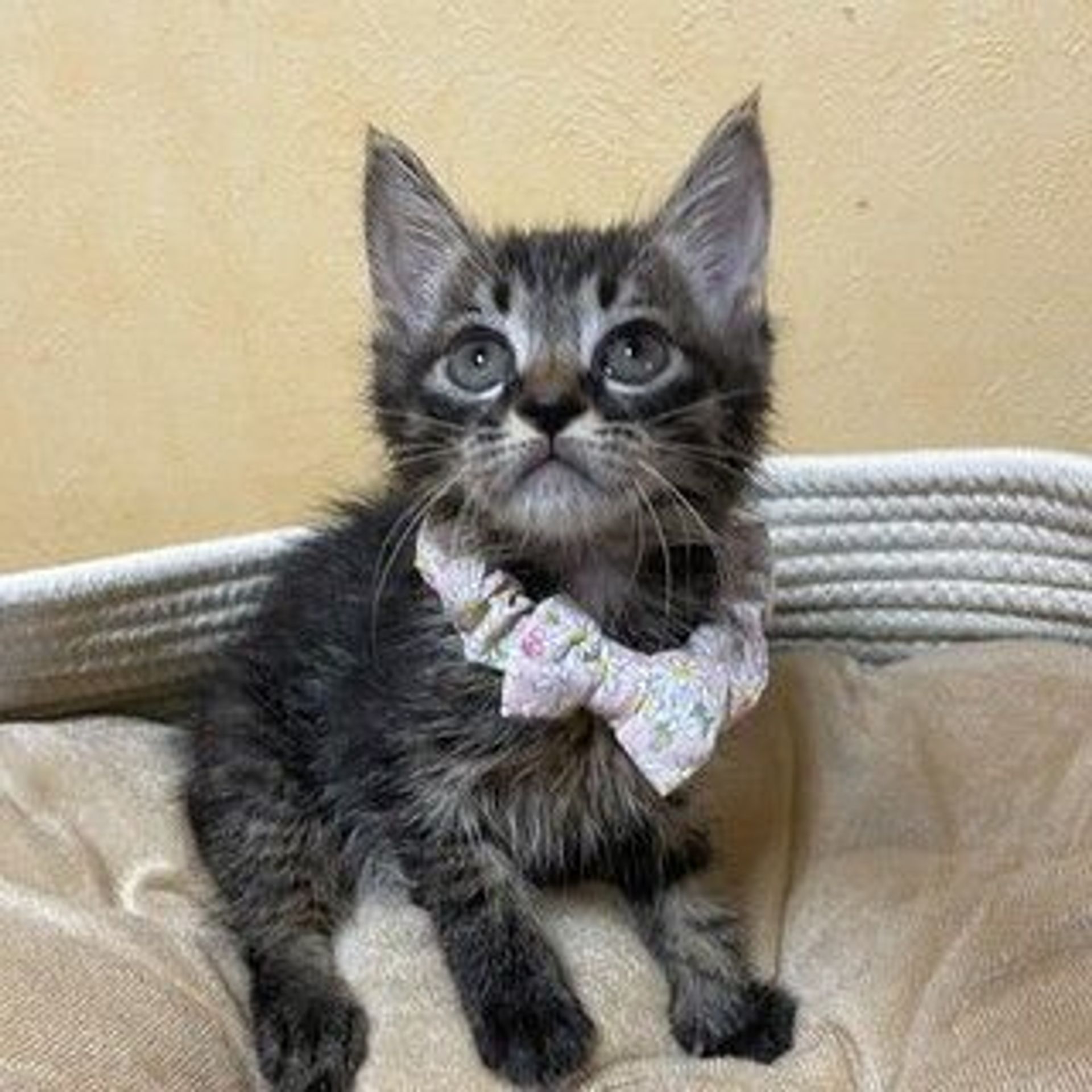 雑種（ミックス猫）・メスの里親募集の写真