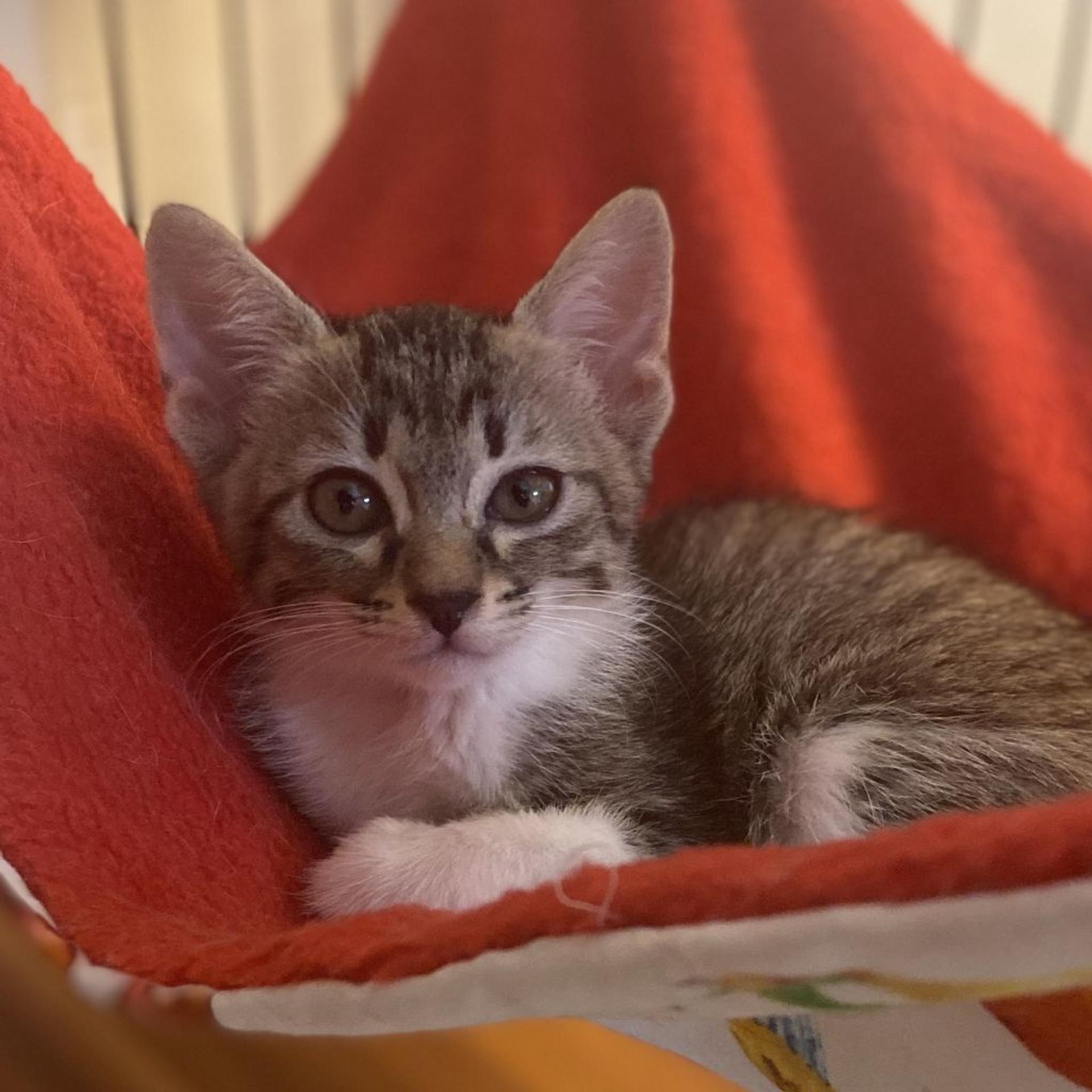 pet-image-3