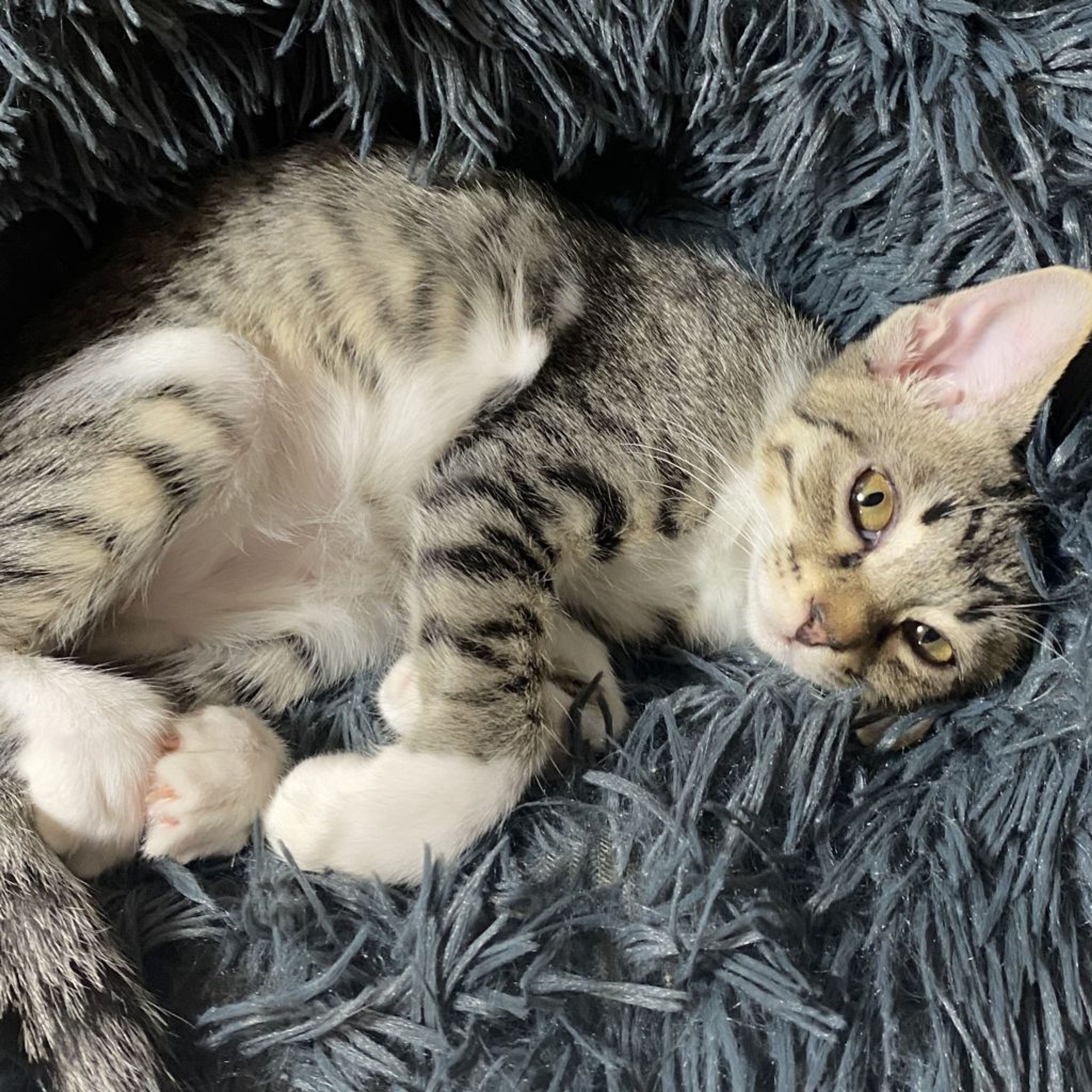 pet-image-7
