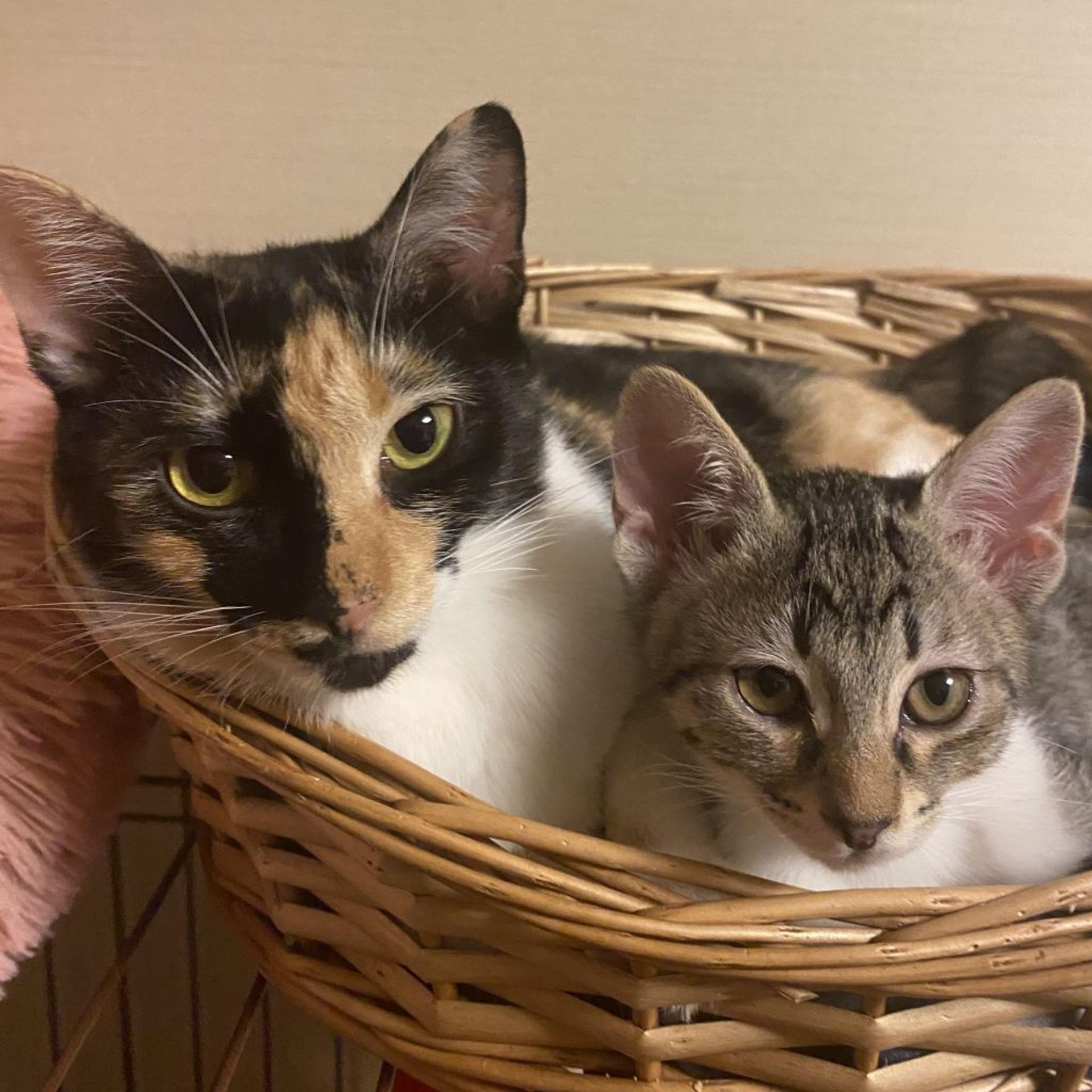 pet-image-8